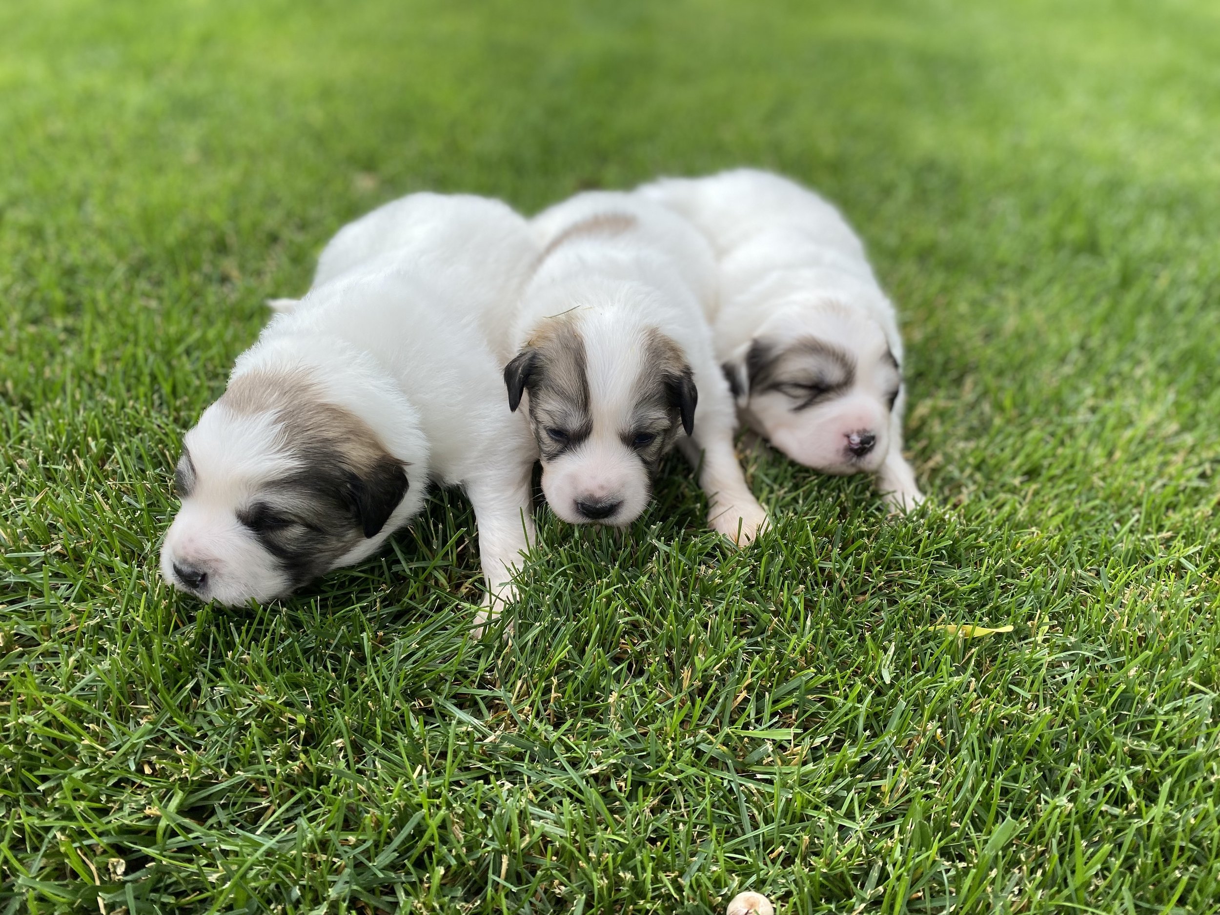 Pyr puppies cheap
