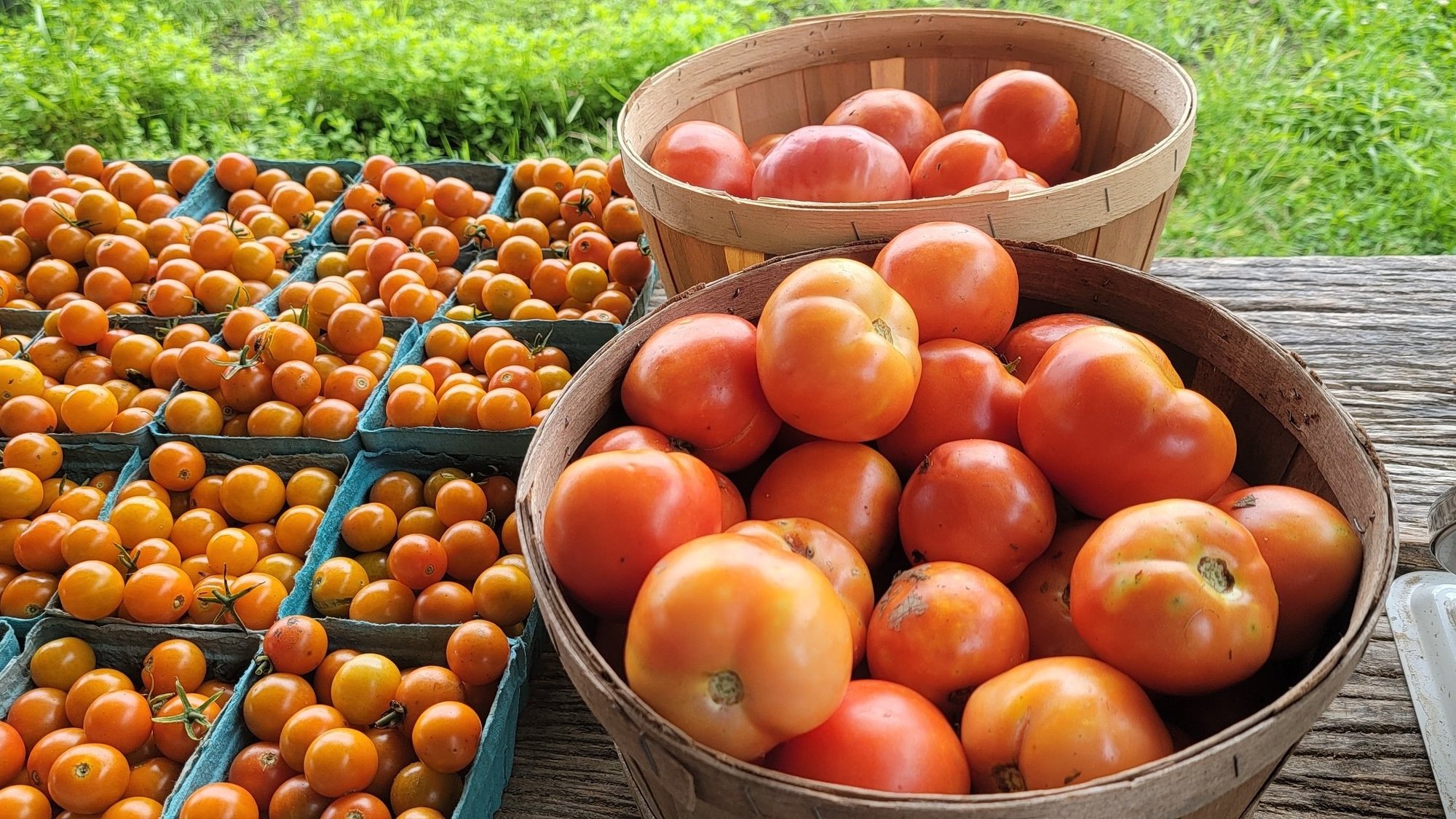 Tomatoes!.jpg