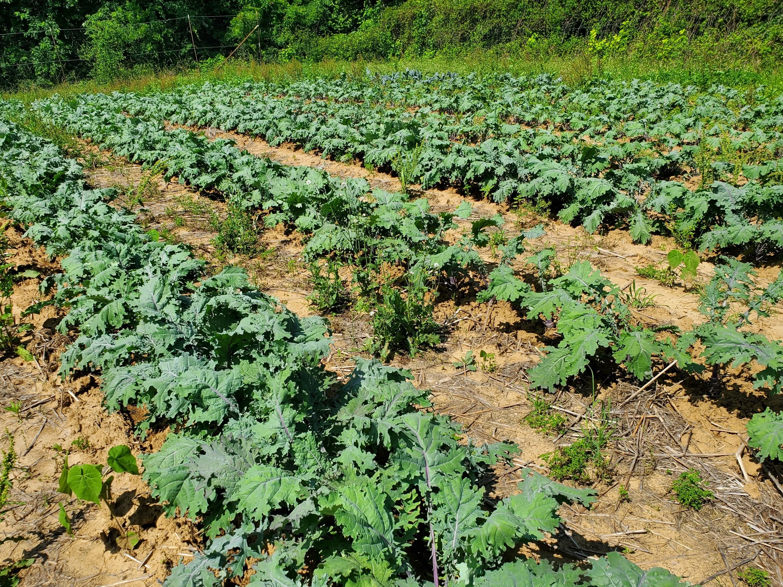 Spring Kale.jpg