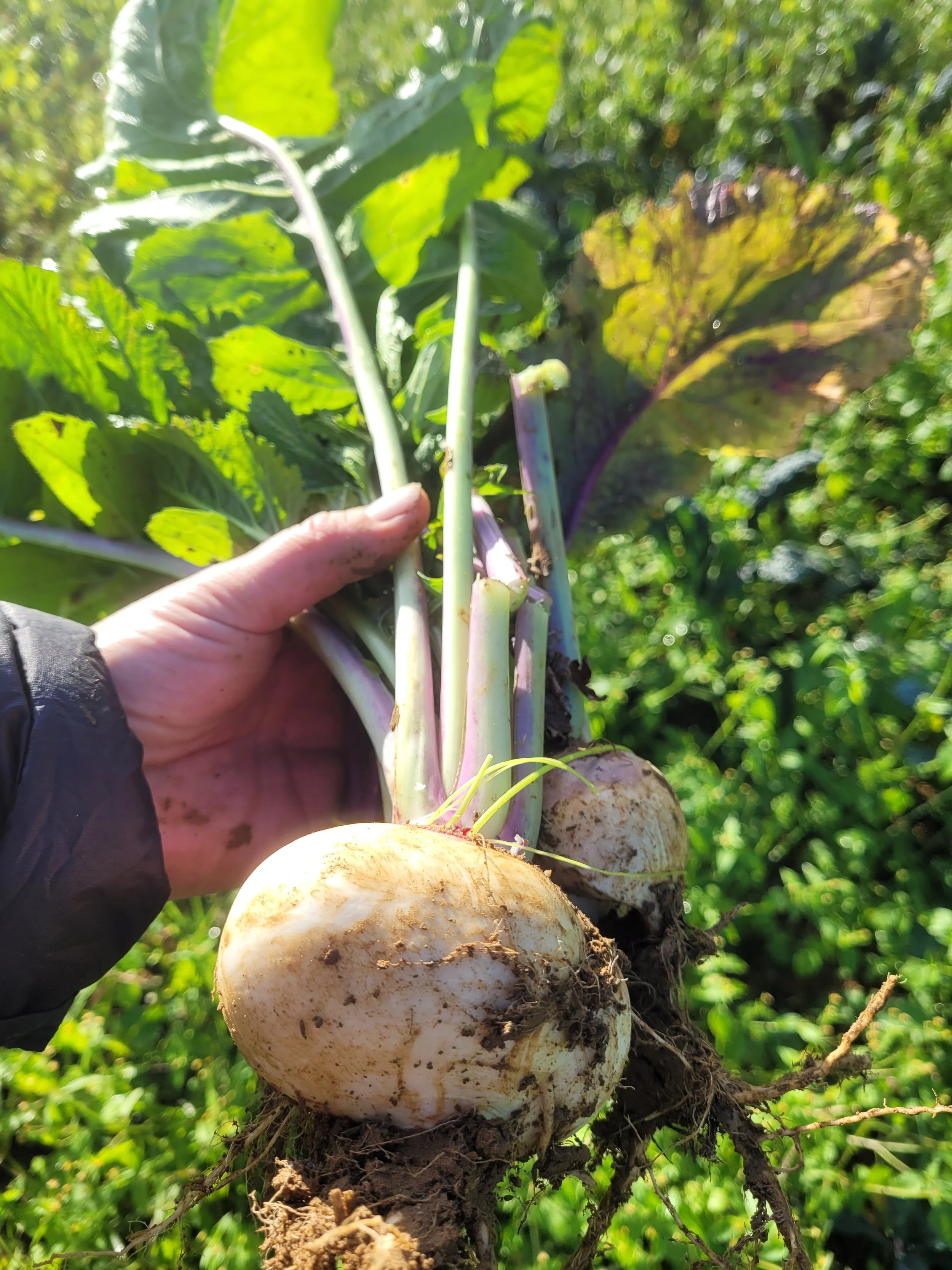purple top turnips.jpg