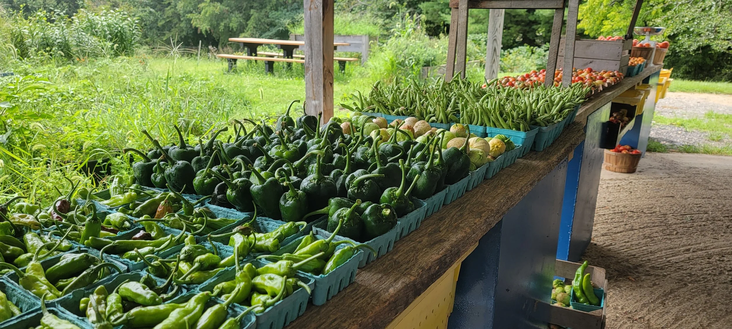 Summer CSA Display.jpg
