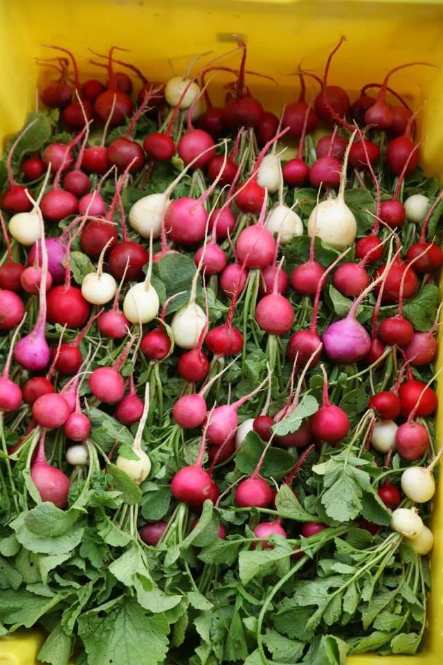 radish.jpg