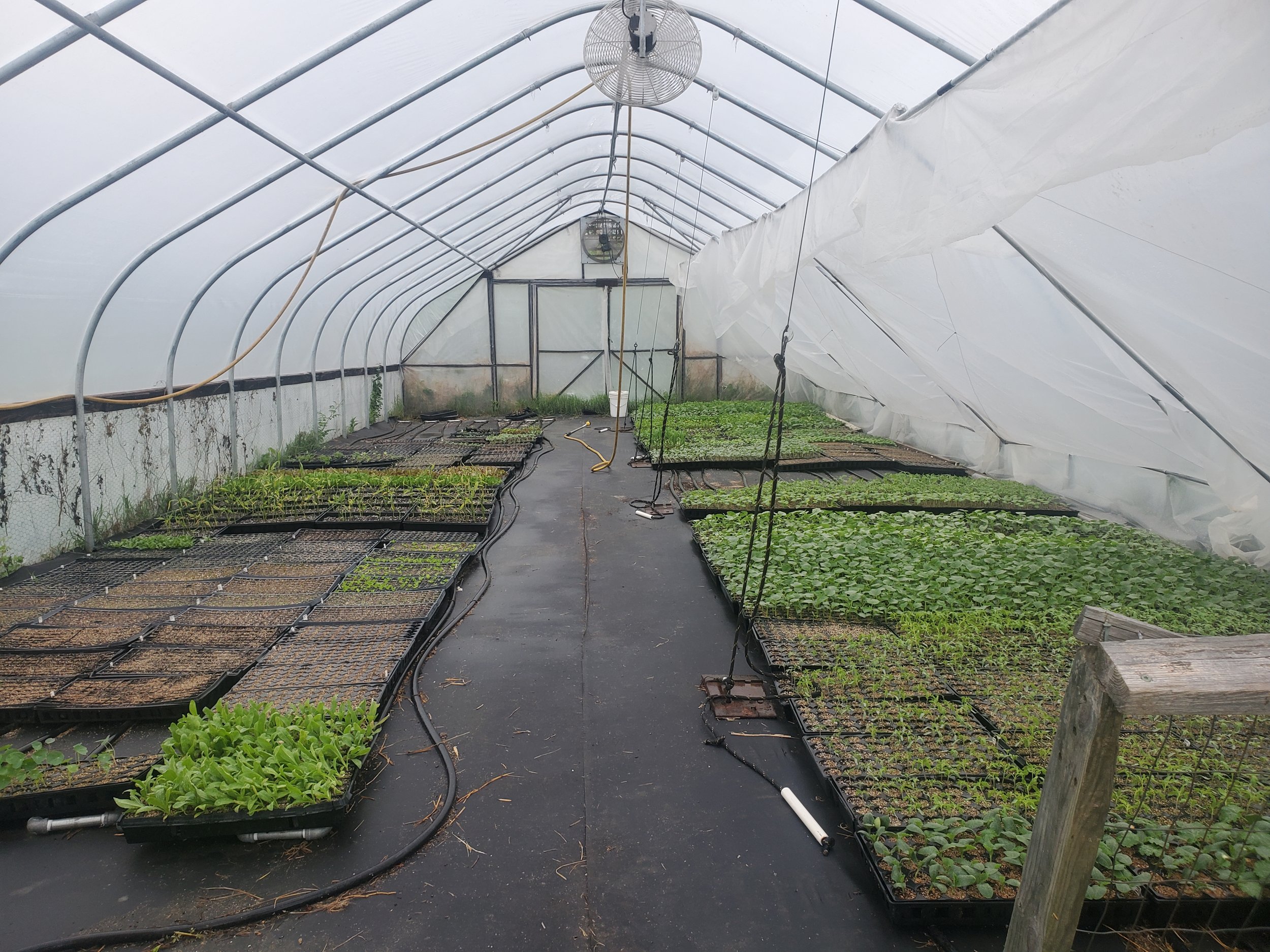 Greenhouse in spring.jpg