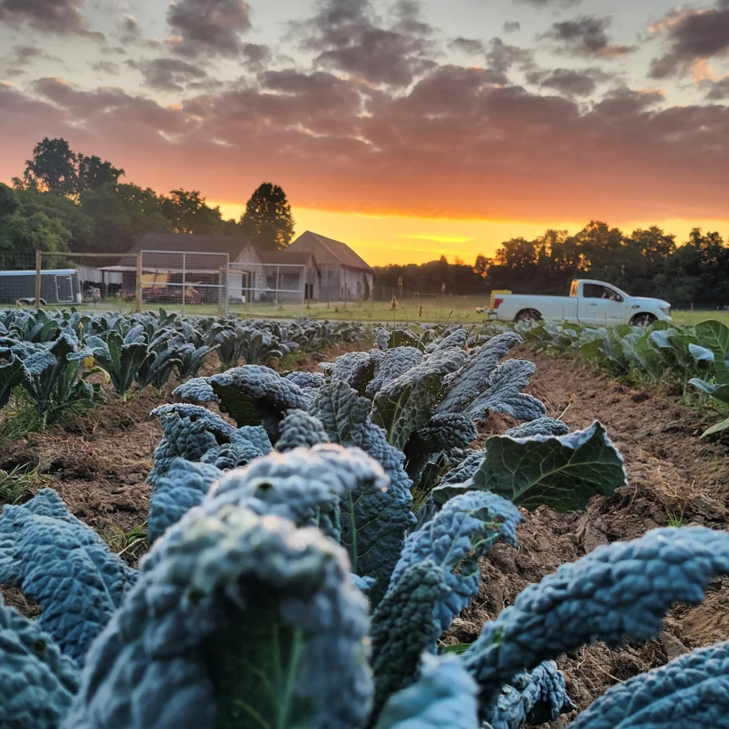 26 week CSA — Clagett Farm