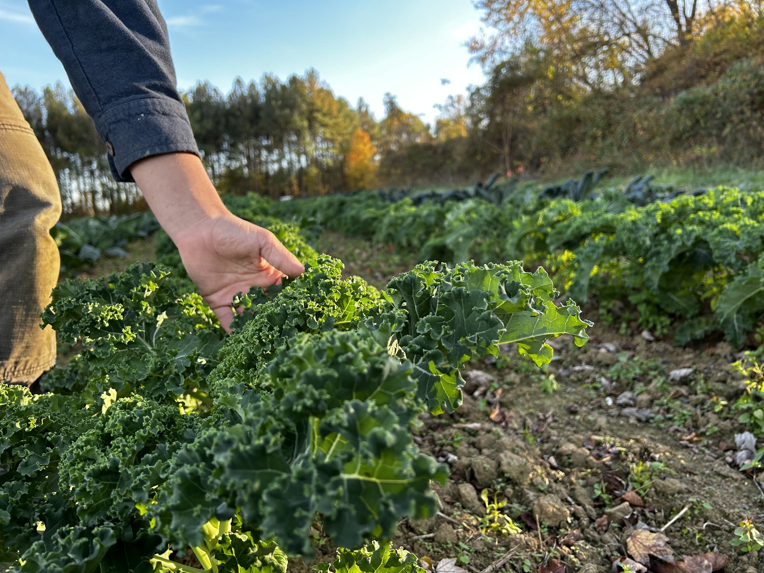 Week 1 of 8: First Winter Share!