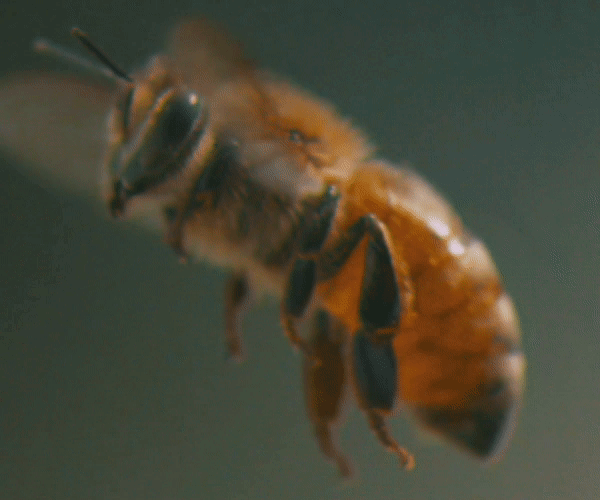 BEE CC 600X600.gif