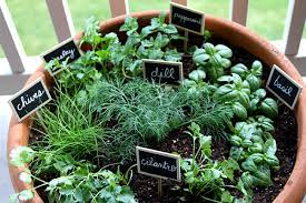 Finding Your Green Thumb