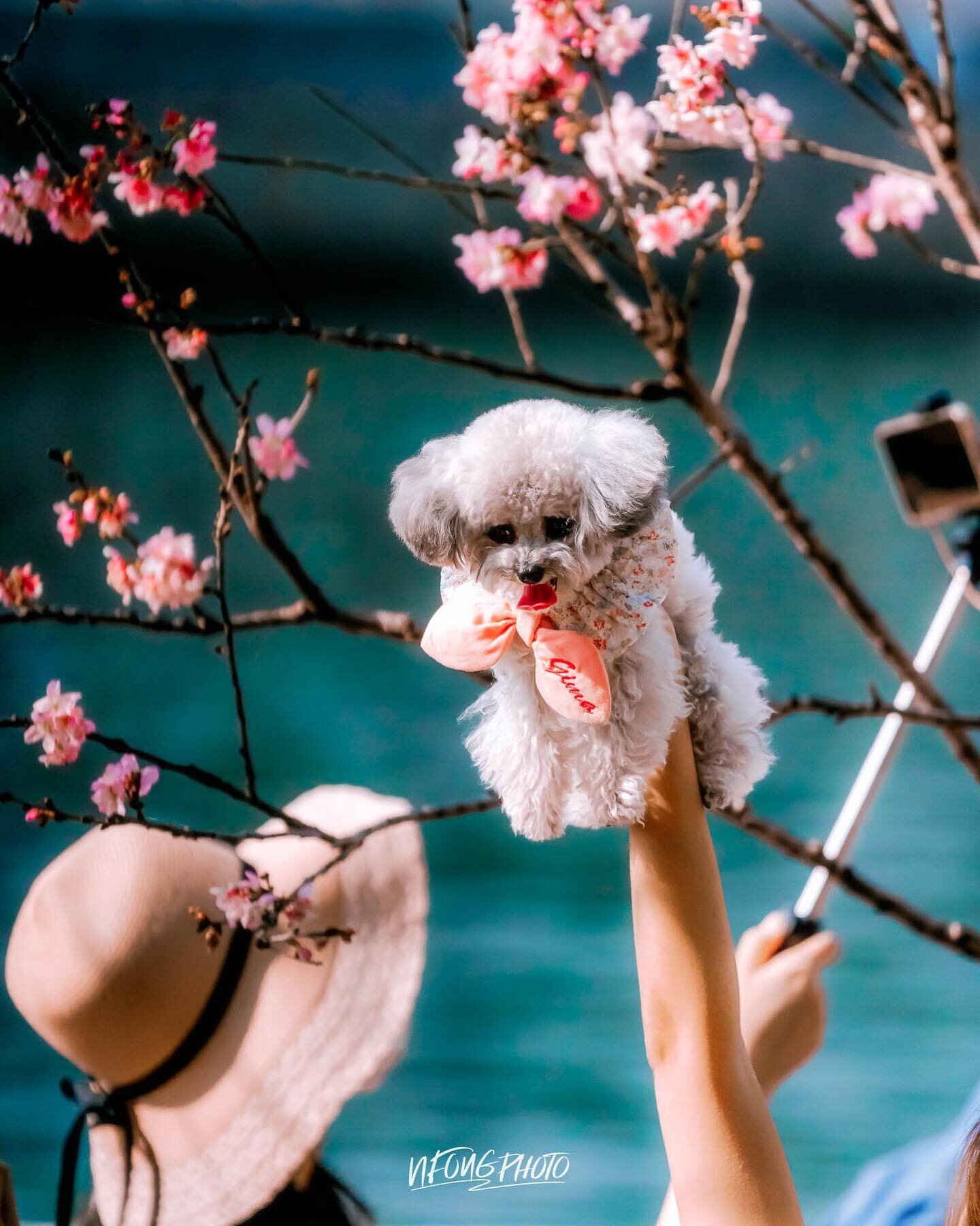 Spring&hellip;&hellip;

and dogs&hellip;

Please leave a like and a comment if you like it. Follow @nfongphoto for more!
.
.
.
.
.
#nfongphoto #hongkong #discoverhongkong #explorehongkong #insidehongkong #awesomehongkong #hongkonginsta #sony #100400g