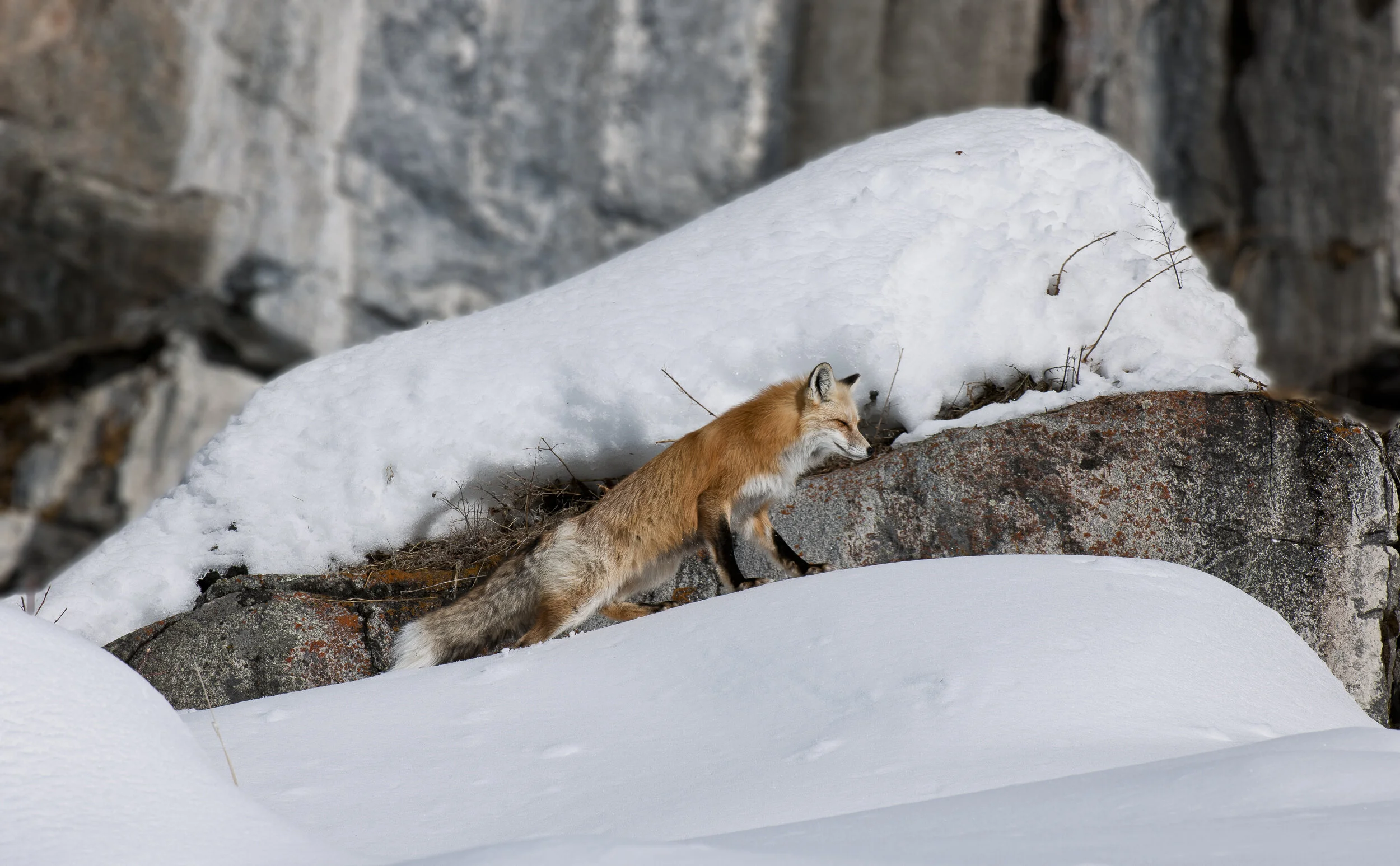 Website - Wildlife-5.JPG