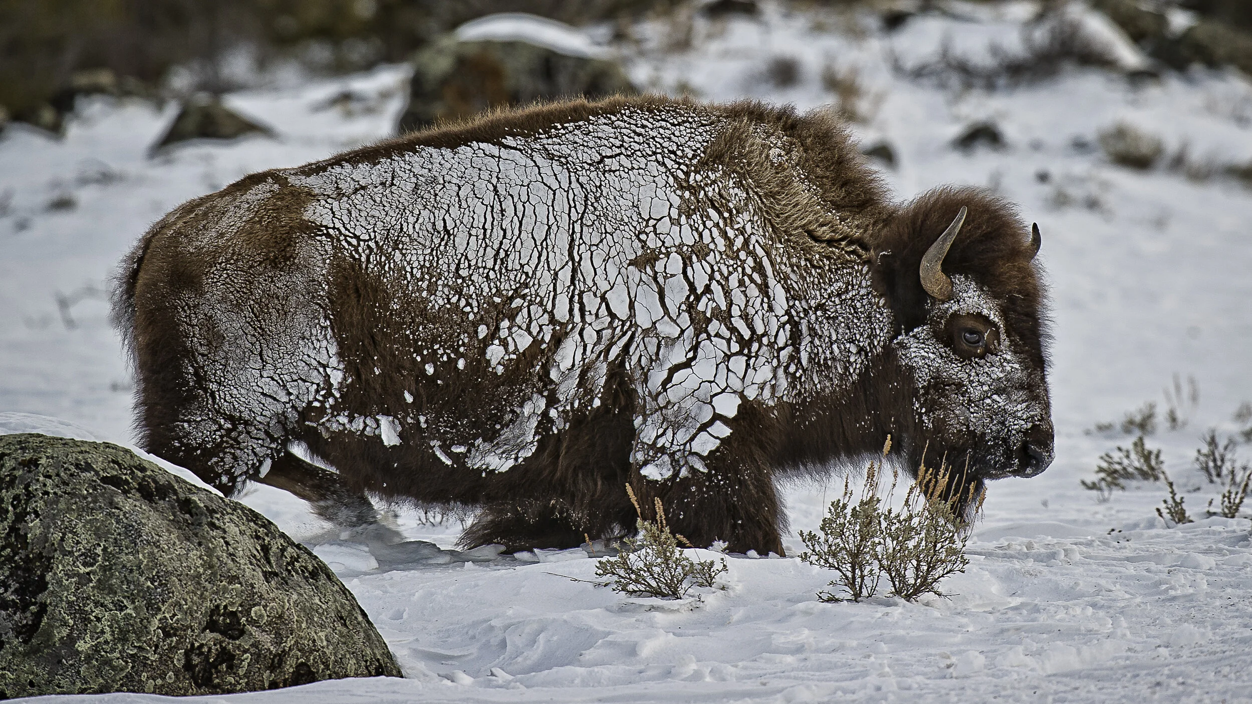 Website - Wildlife-4.JPG