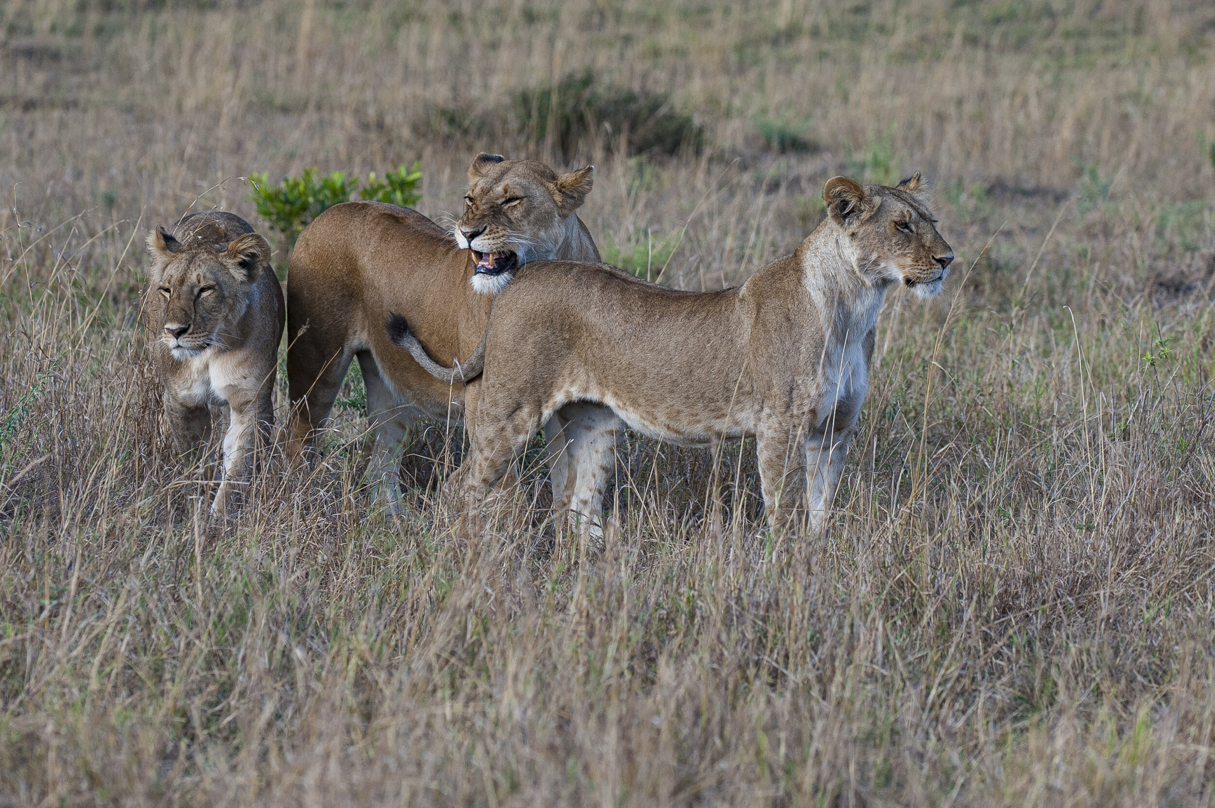Website - Wildlife-11.JPG