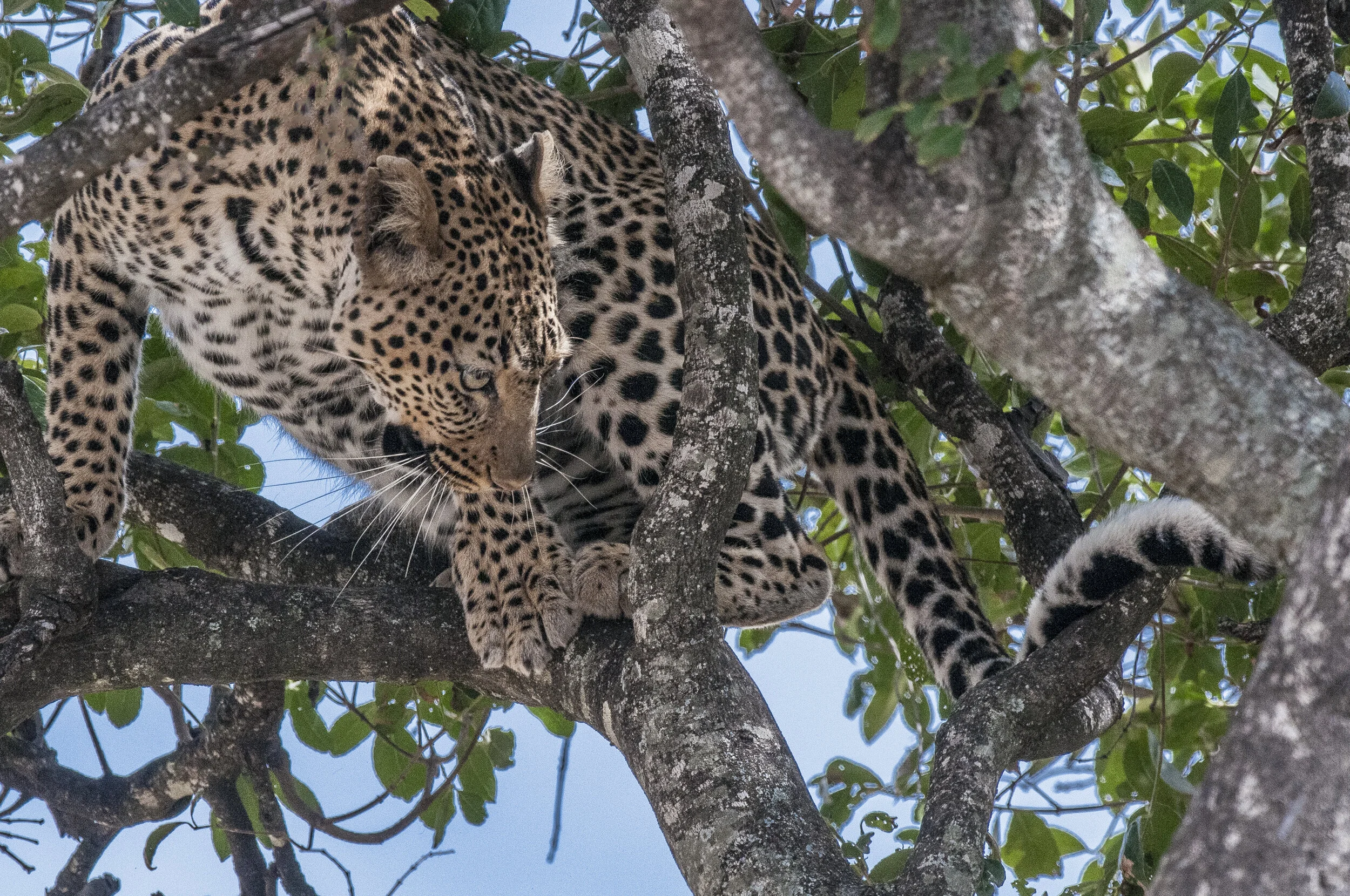 Website - Wildlife-12.JPG