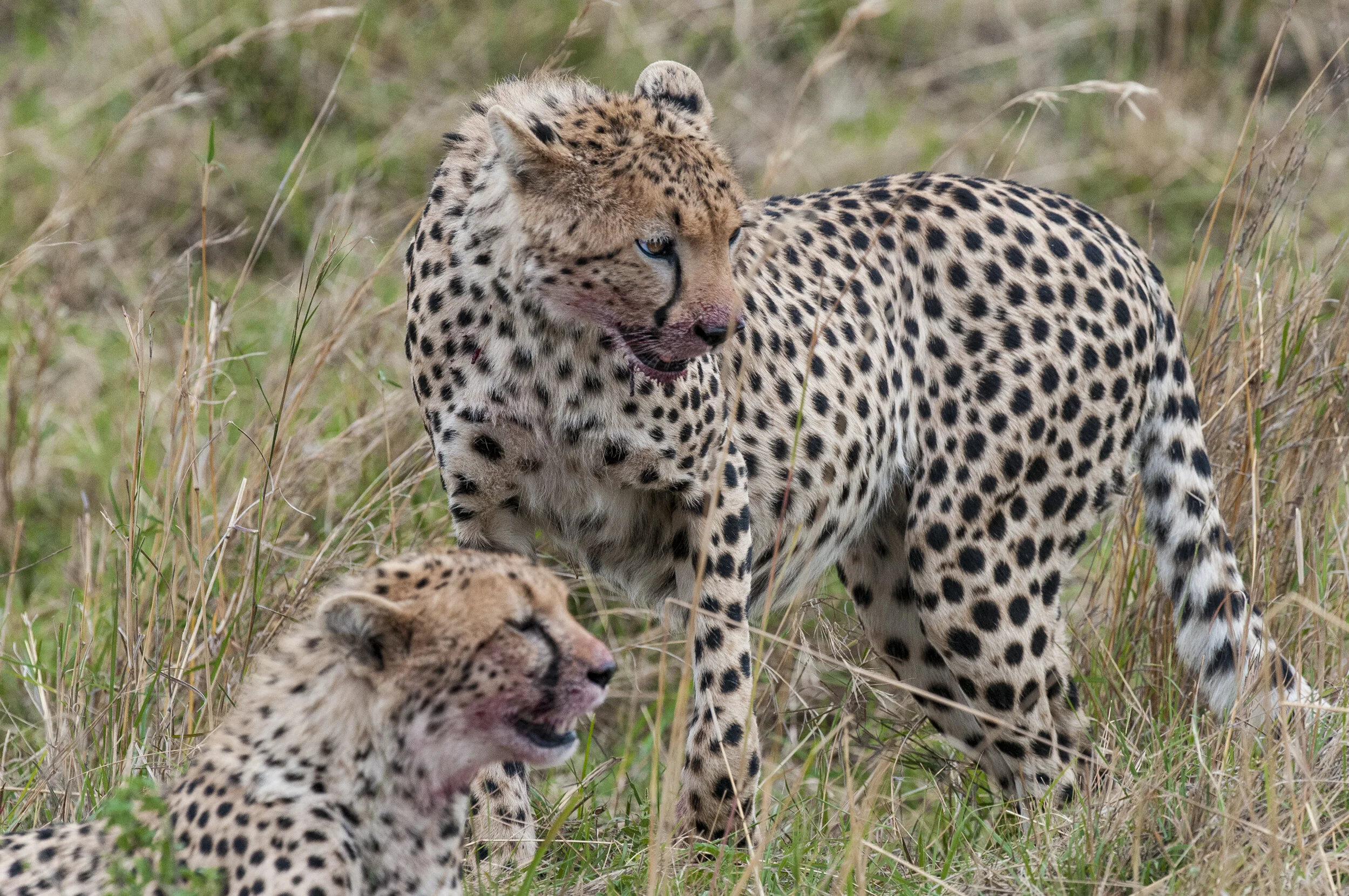 Website - Wildlife-14.JPG