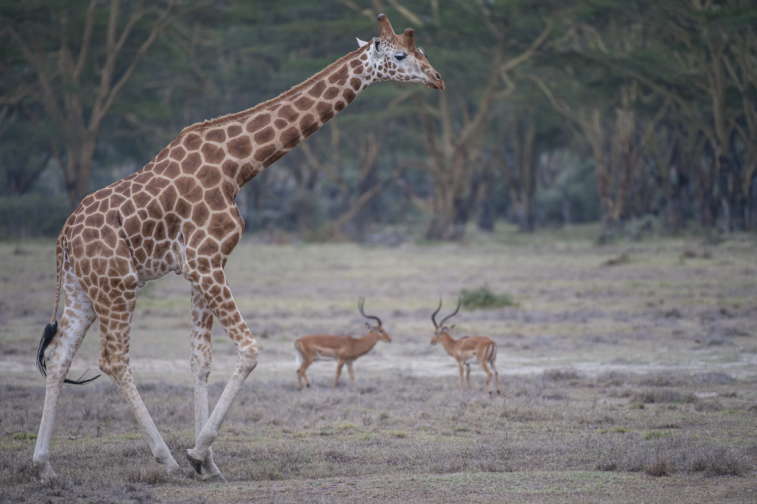 Website - Wildlife-15.JPG