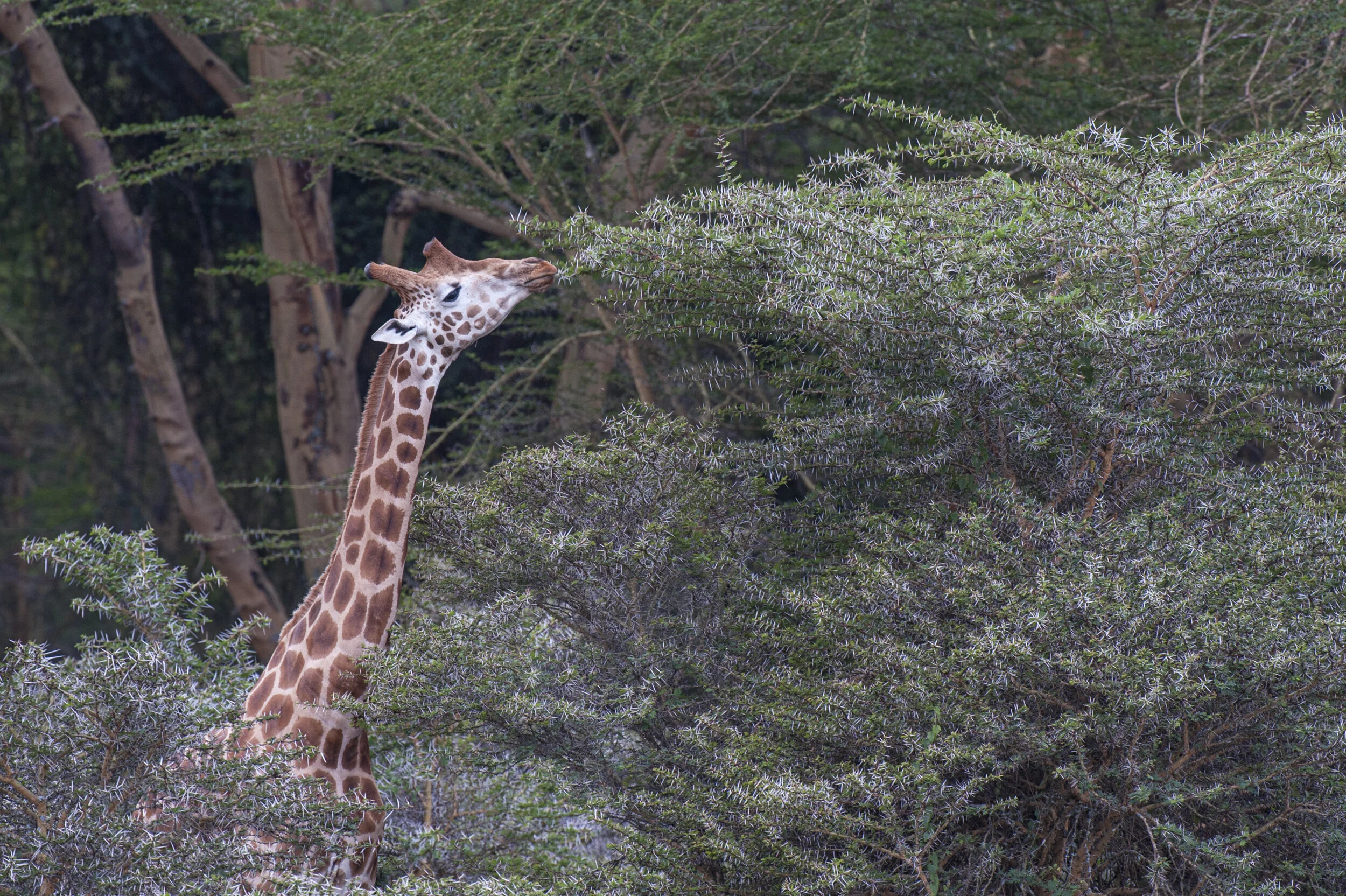 Website - Wildlife-16.JPG