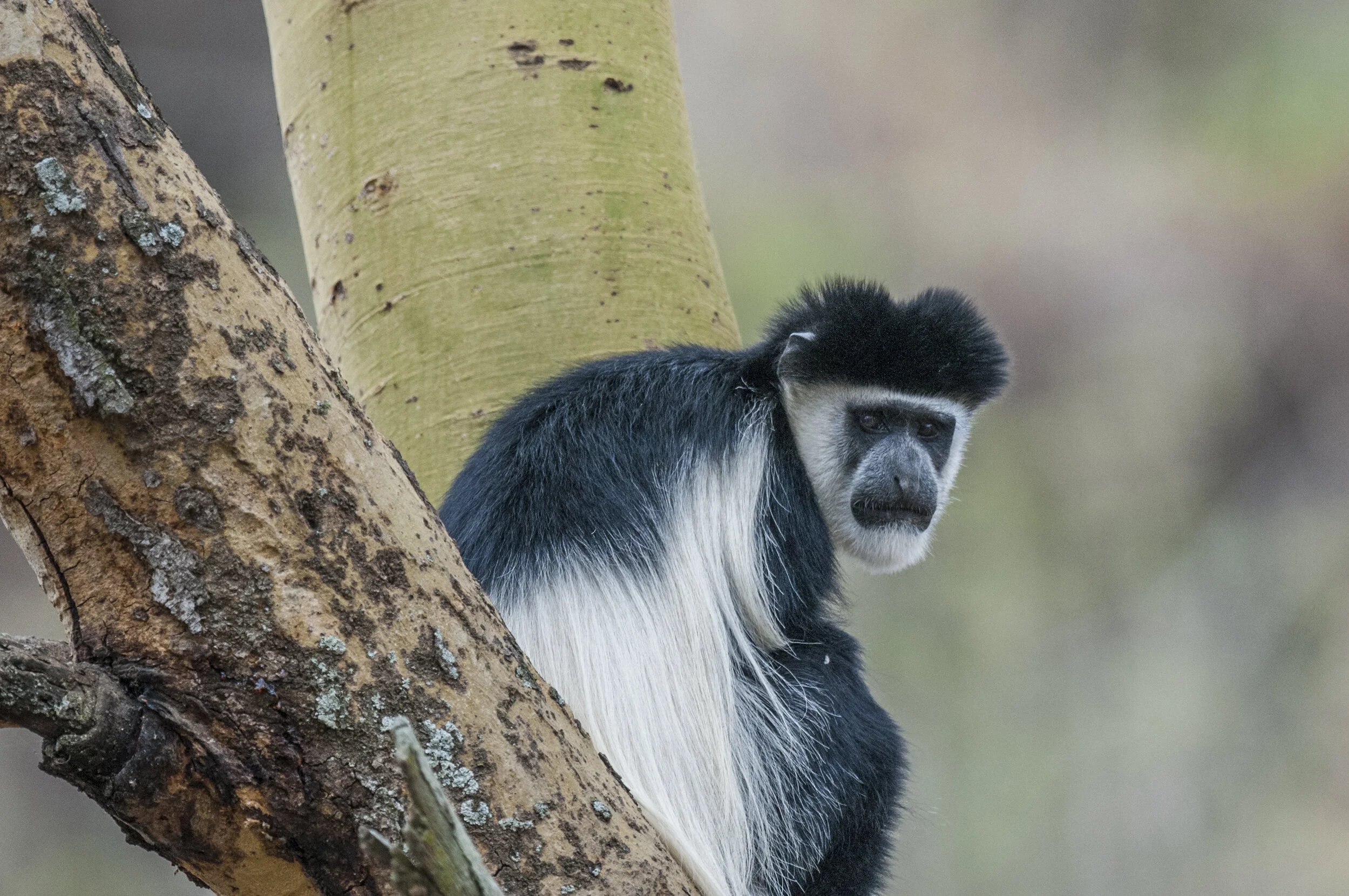 Website - Wildlife-19.JPG