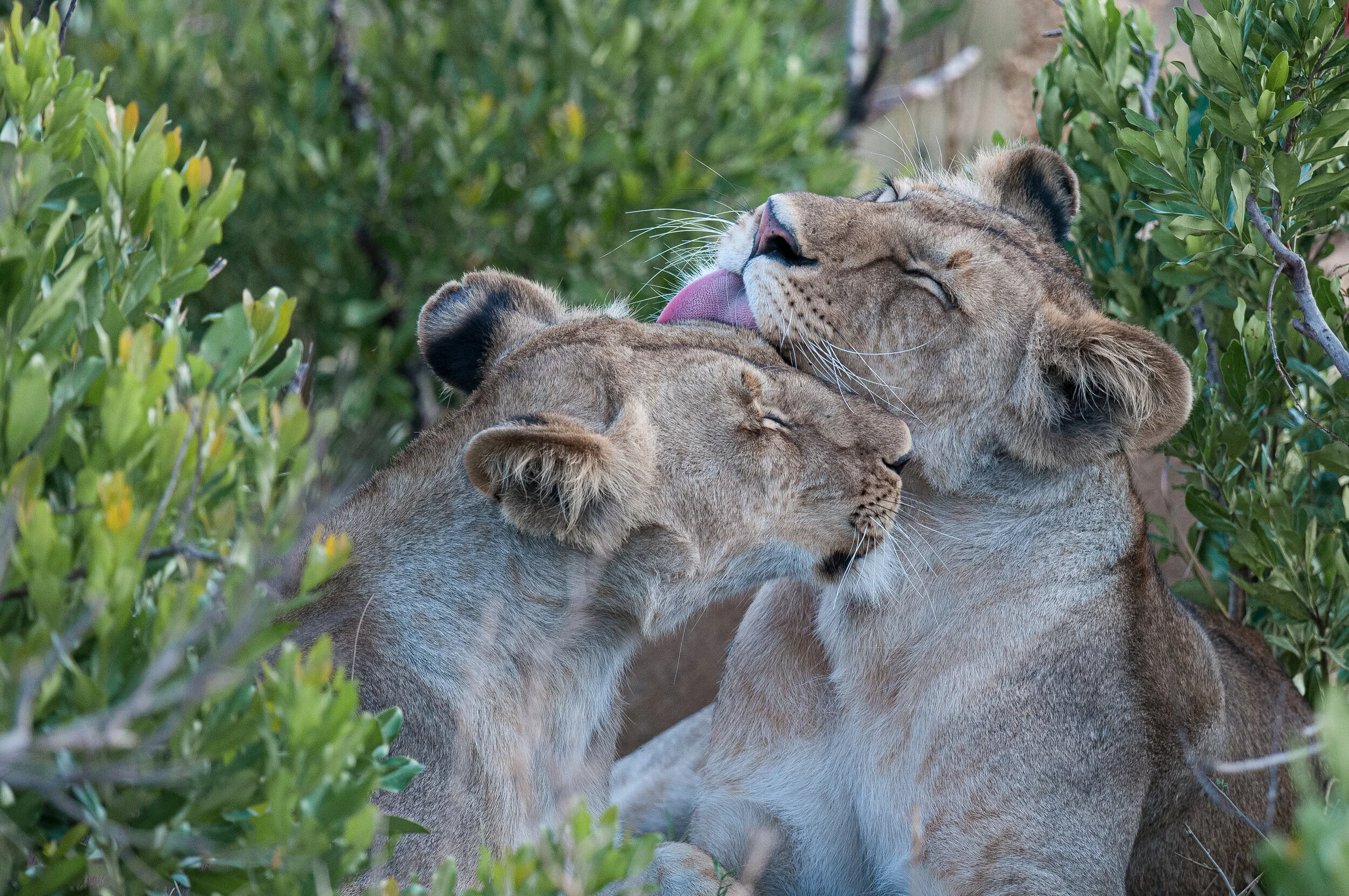 Website - Wildlife-10.jpg