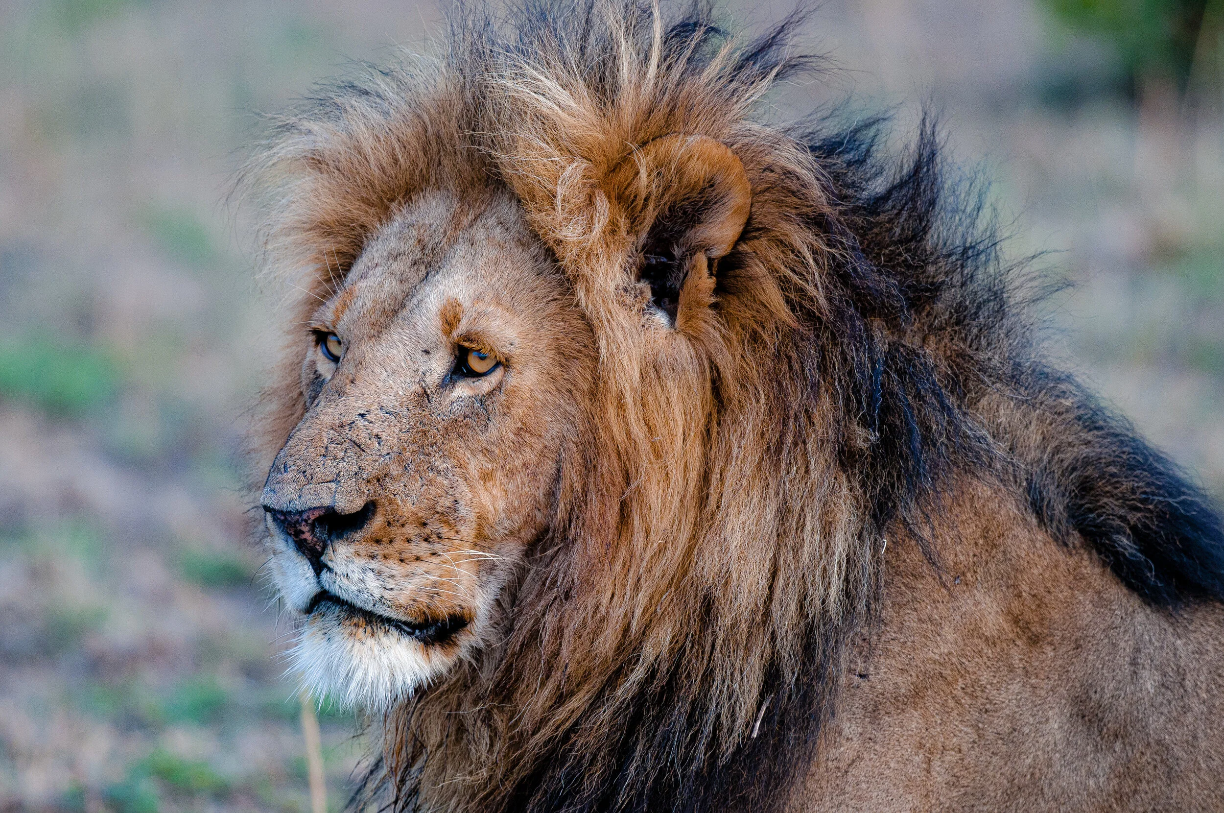 Website - Wildlife-9.jpg