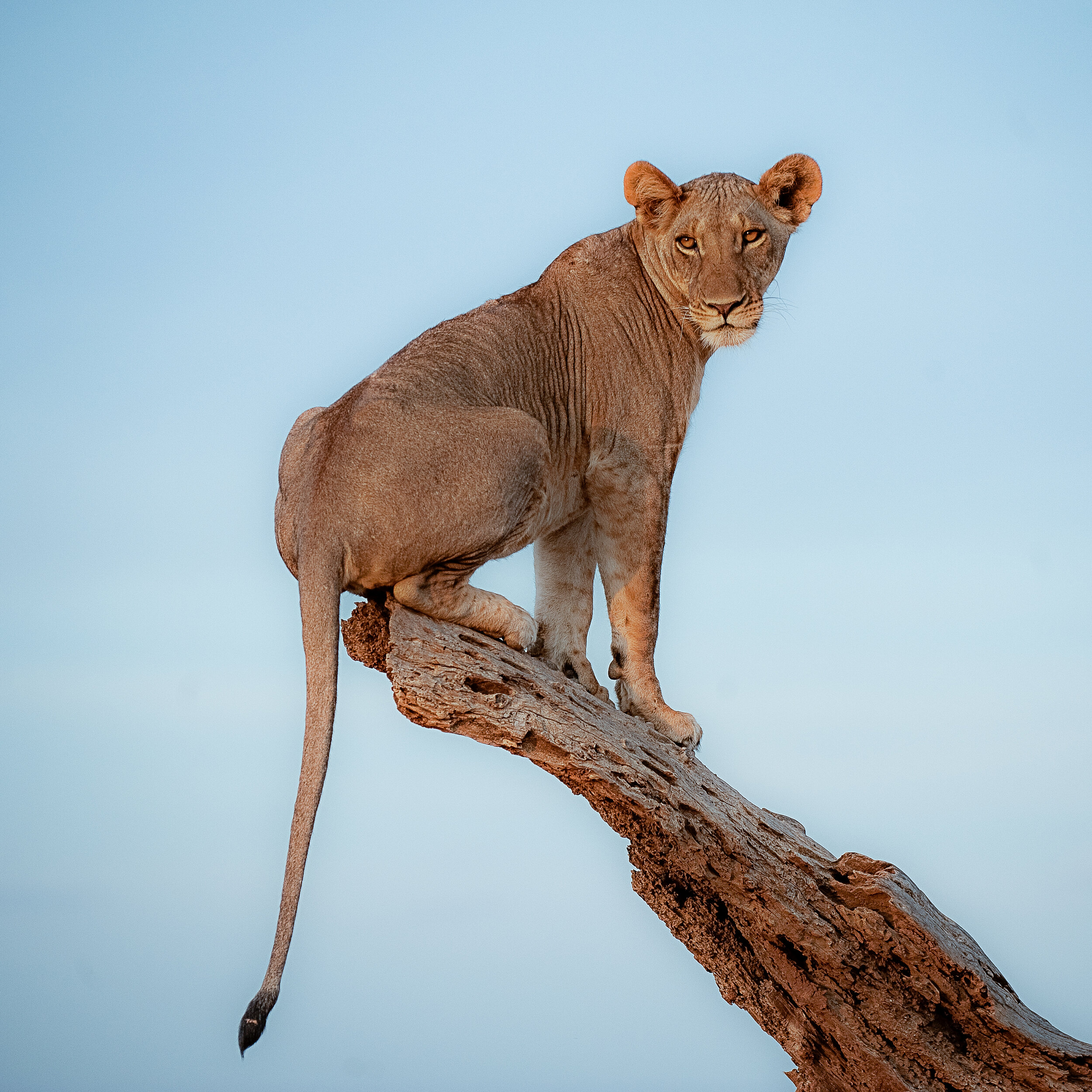Website - Wildlife-24.jpg