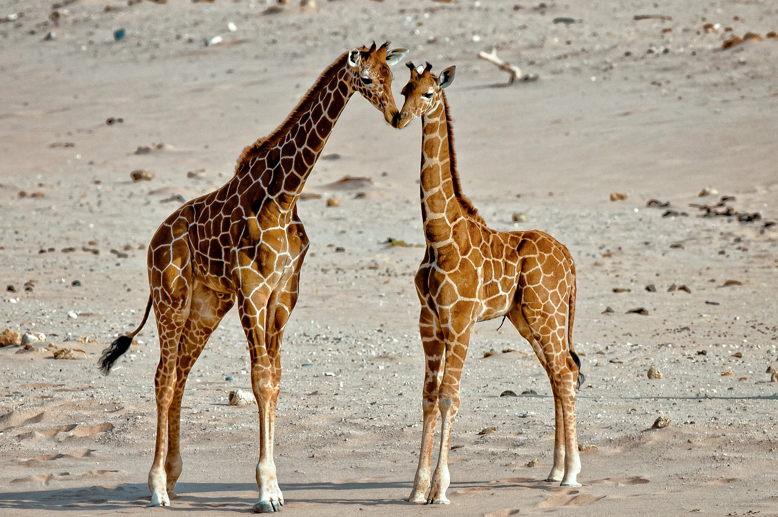 Website - Wildlife-17.jpg