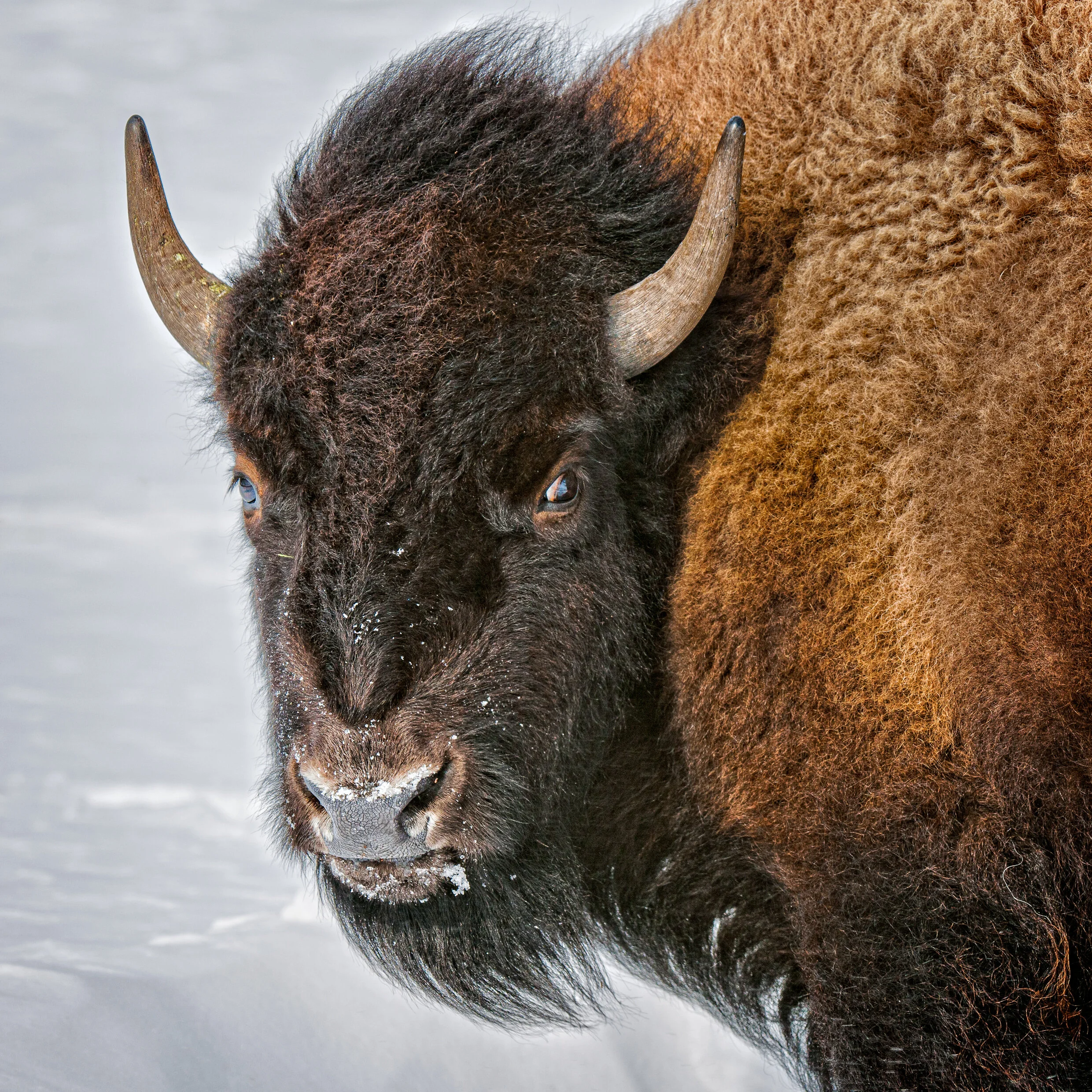 Bison Portrait #2.jpg