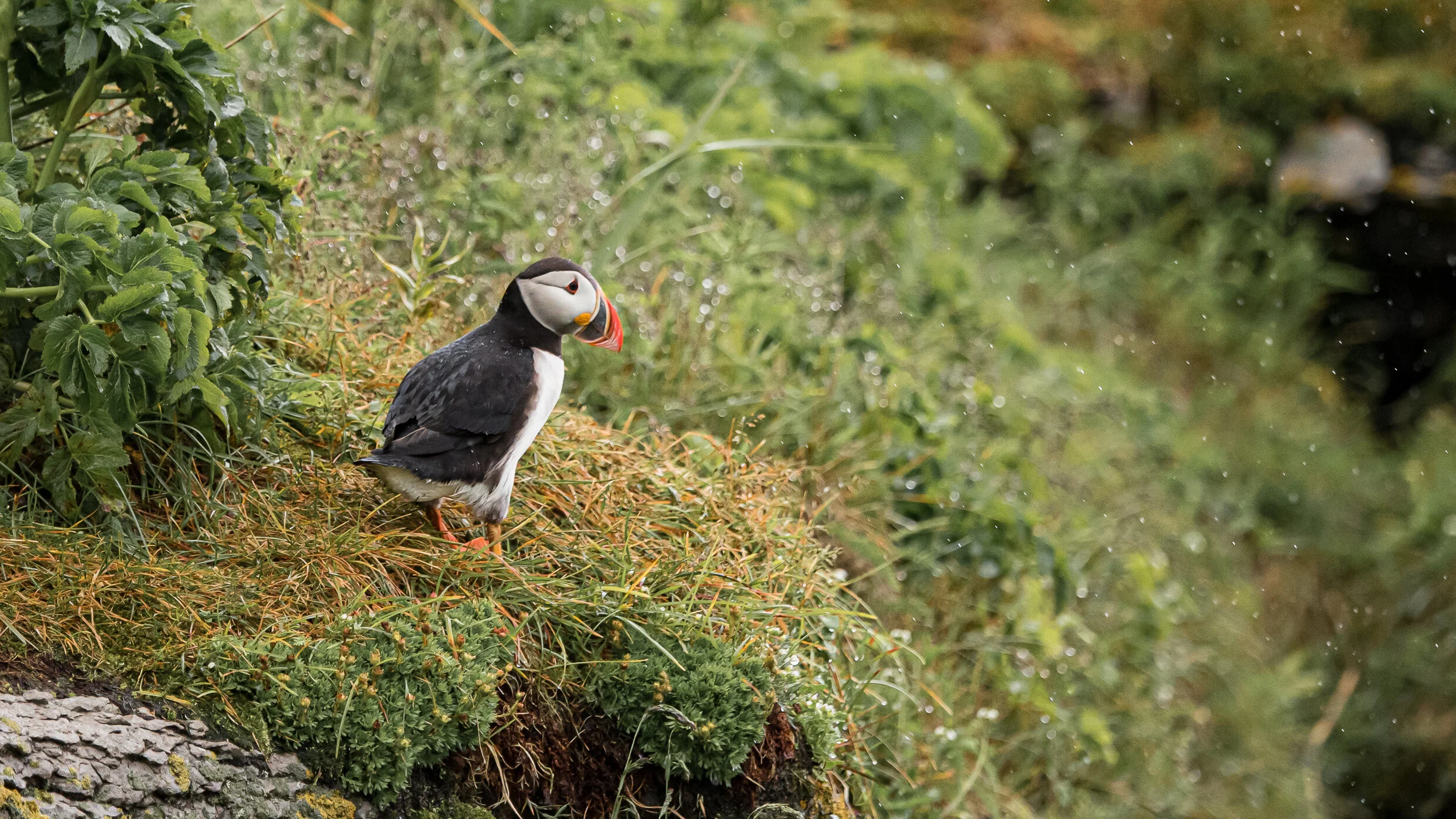 1. Website - Wildlife - General - Puffin Portrait.jpg