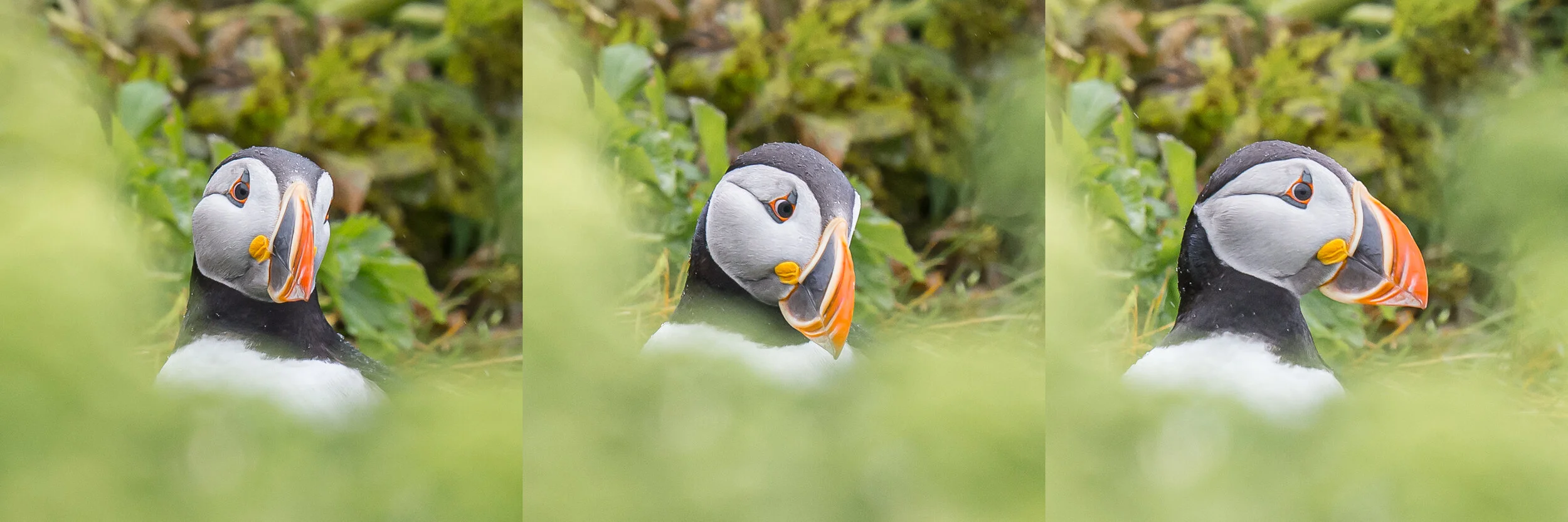 2. Wildlife - General - Puffin Portrait Series SM.jpg