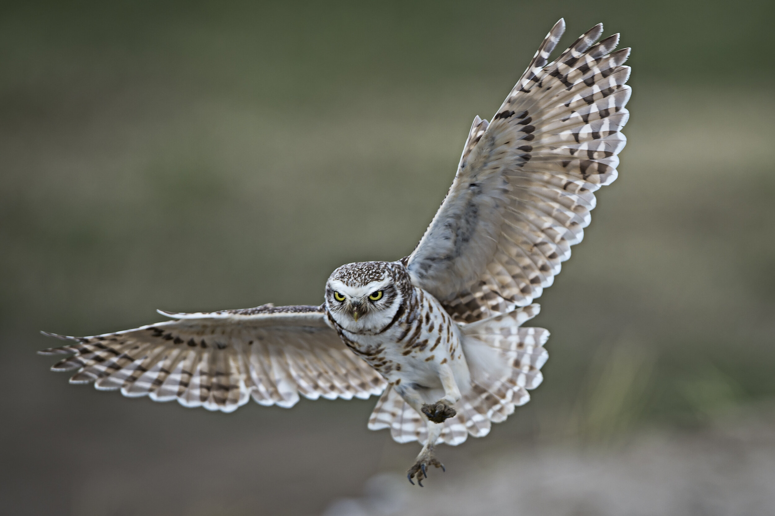 6. Wildlife - General - Owl Landing.jpg