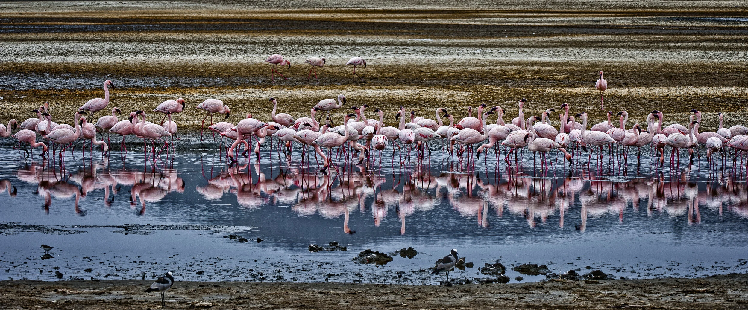 8. Wildlife - General - Flamengos Kenya.jpg