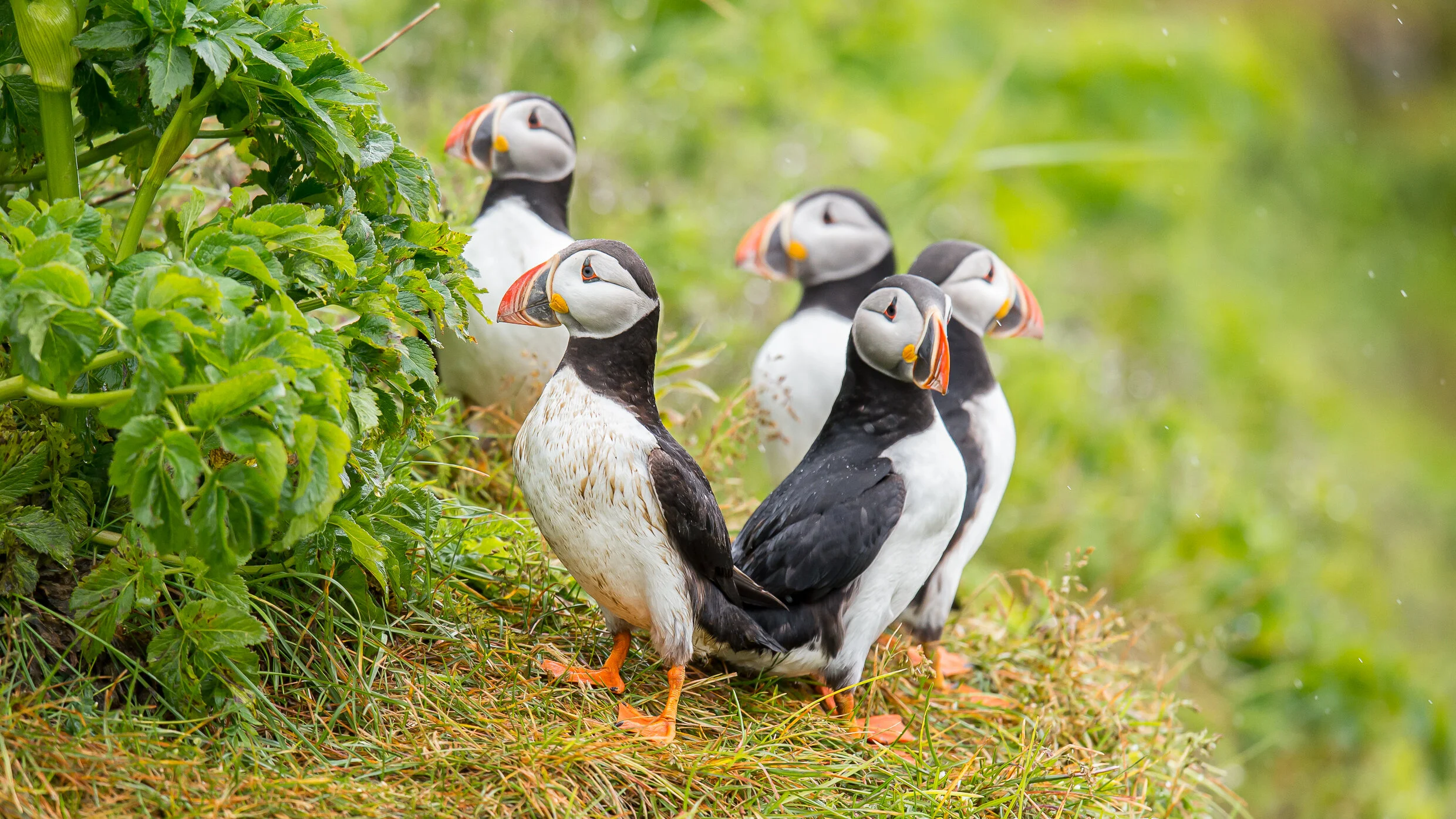 5. Wildlife - General - Puffins Circle.jpg