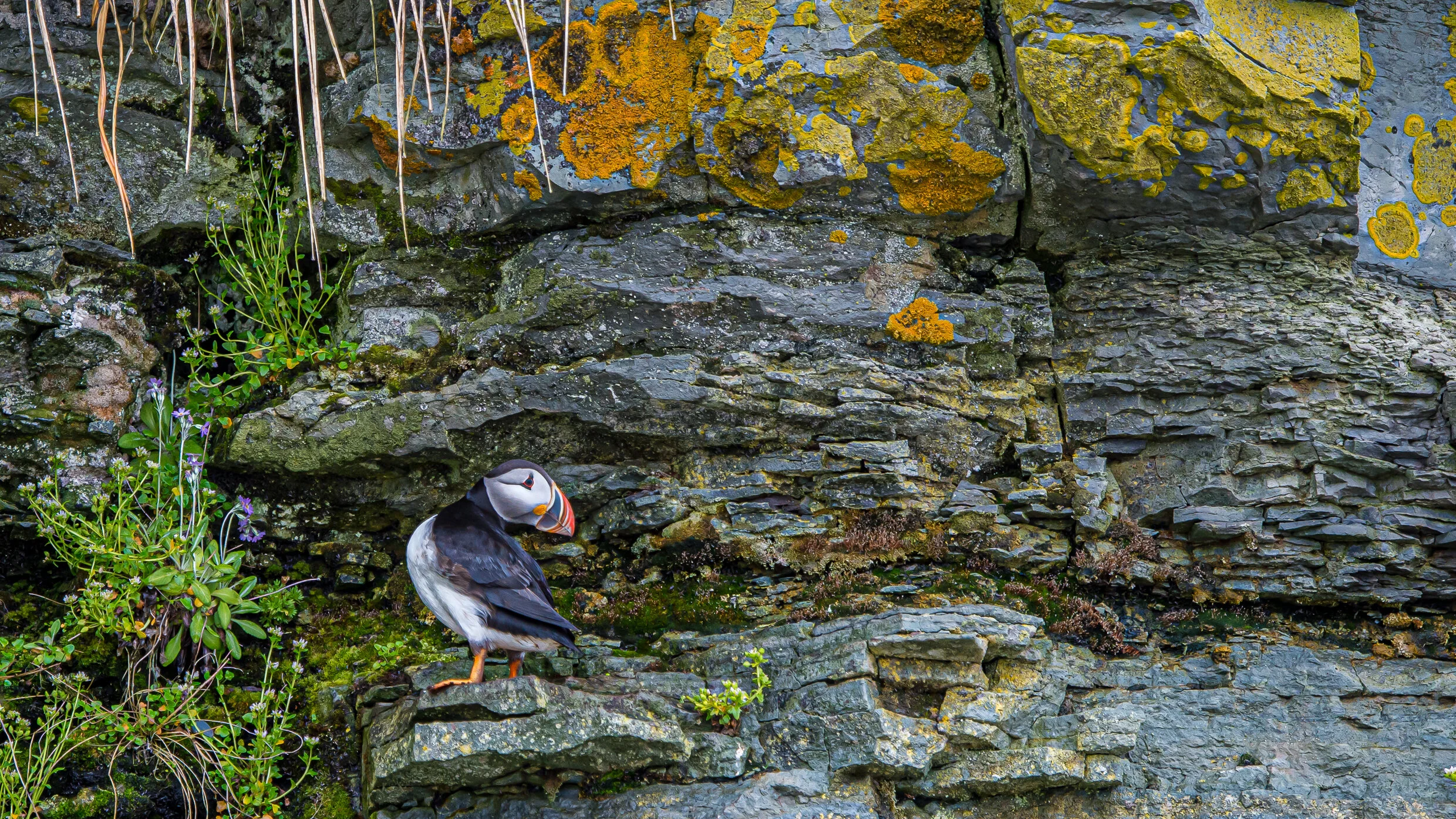 6. Wildlife - General - Puffin on Ledge.jpg