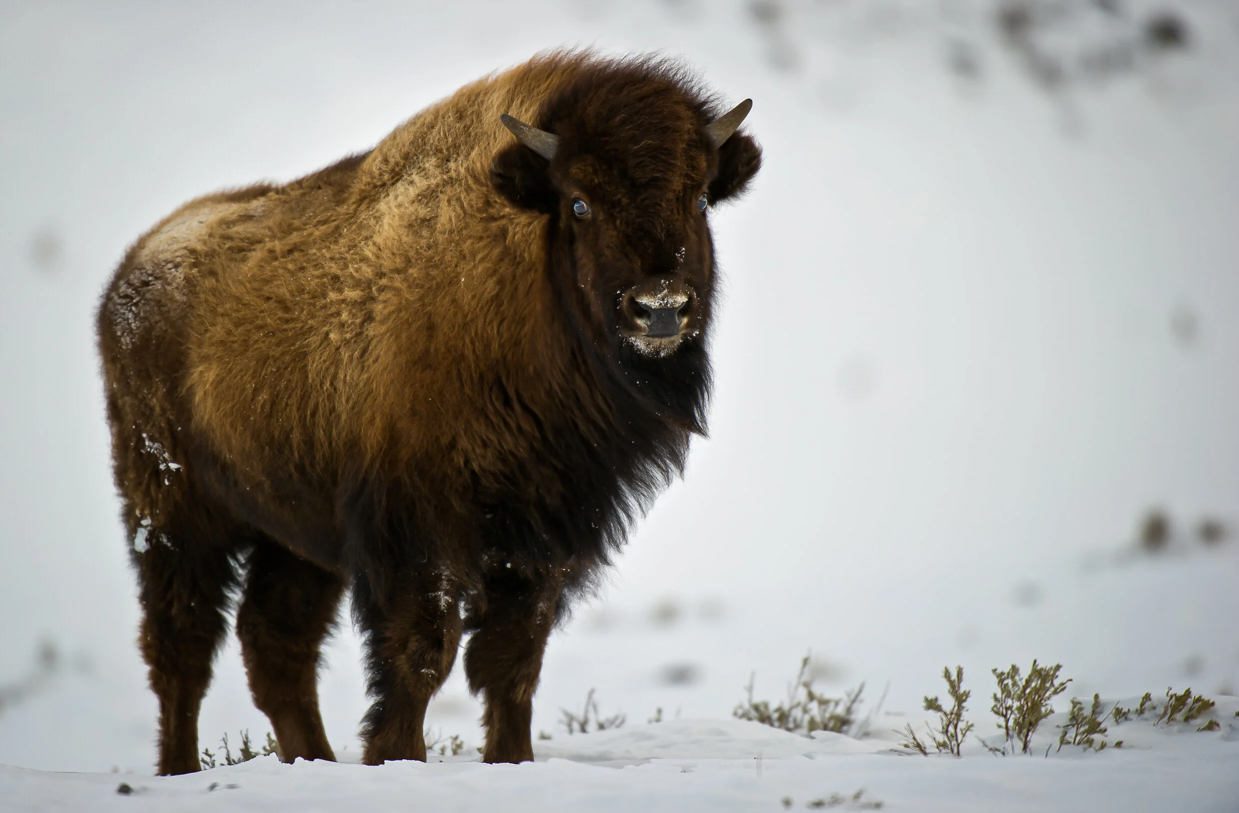 3. Website - Wildlife - Mammals - Bison Full Front.jpg