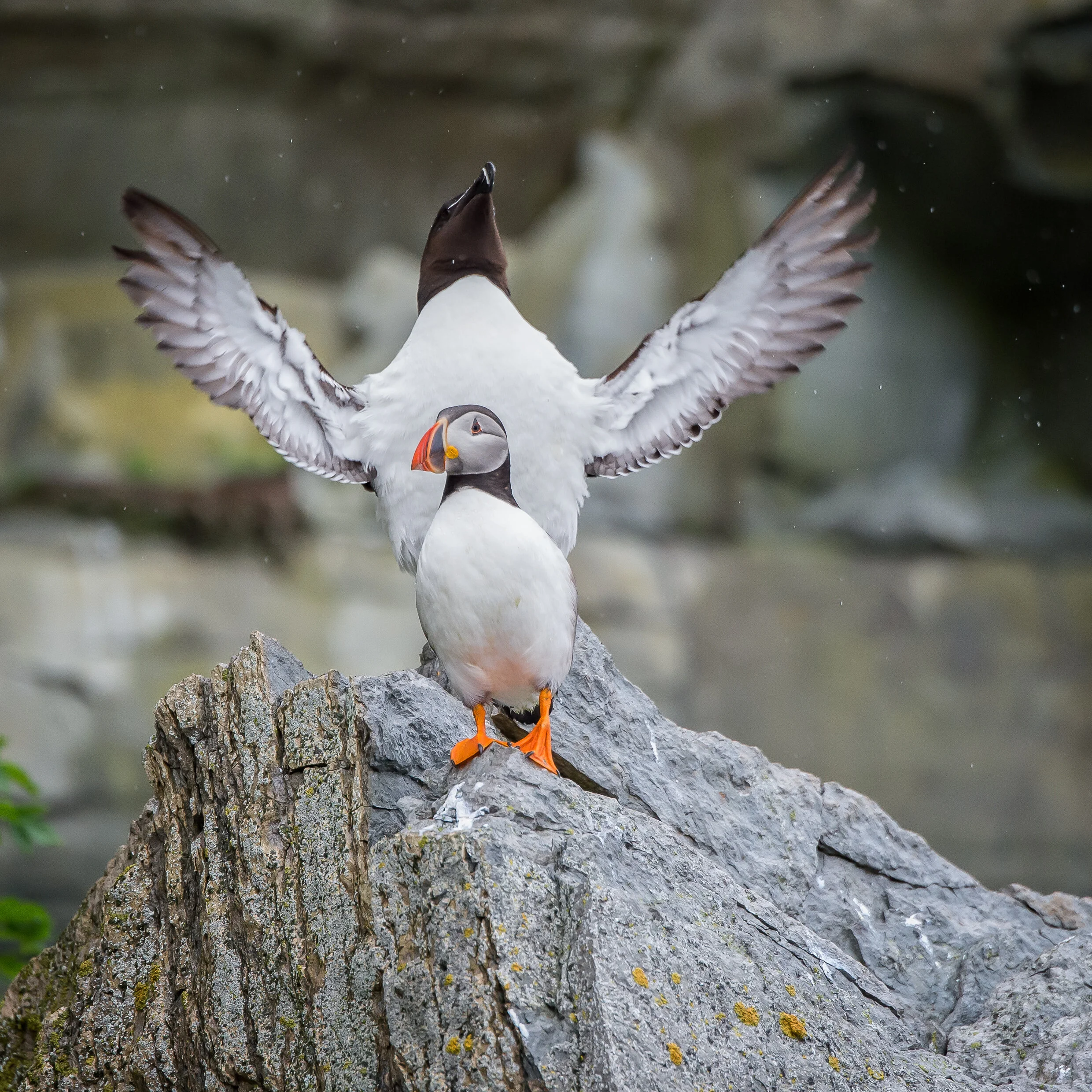 7. Wildlife - General - Puffin Celebration.jpg
