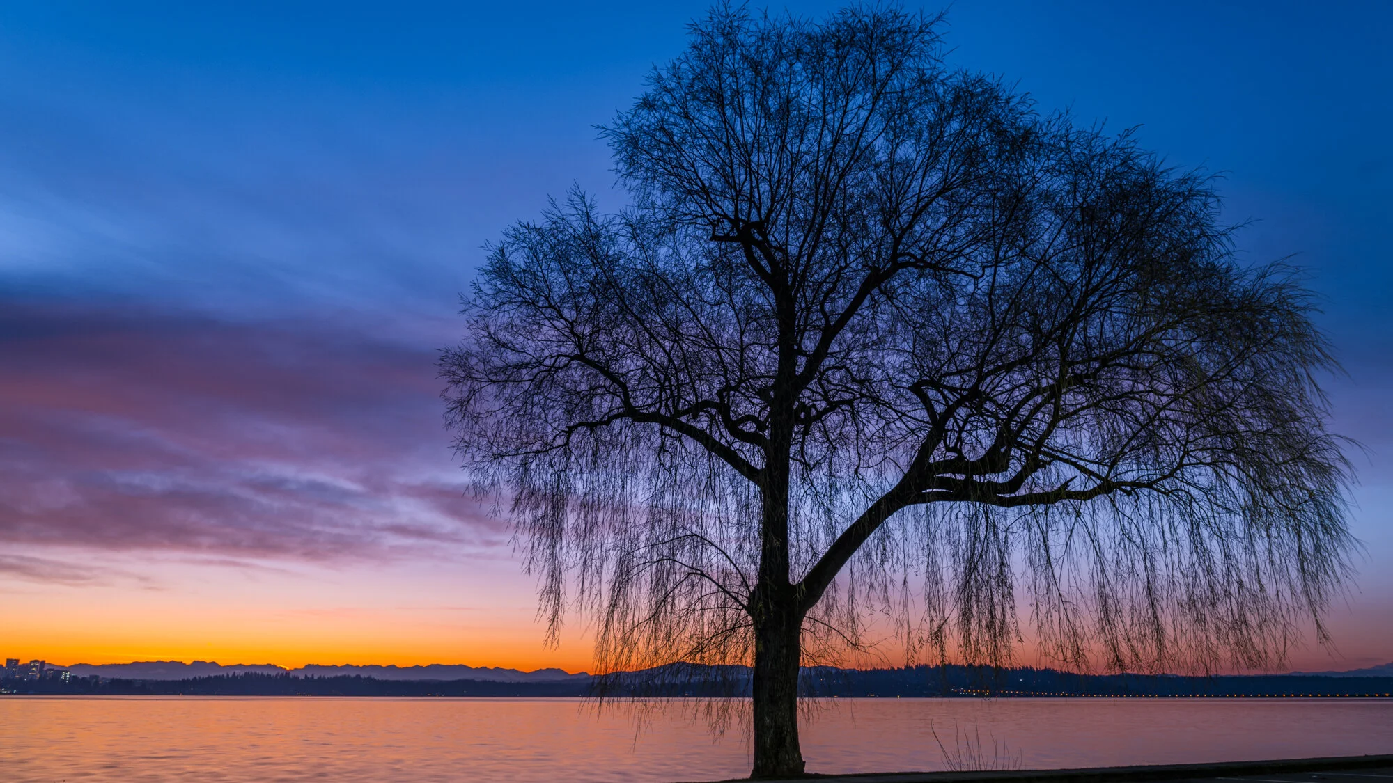 5. Website - Landscape - Lake Washington Tree at Sunrise.jpg