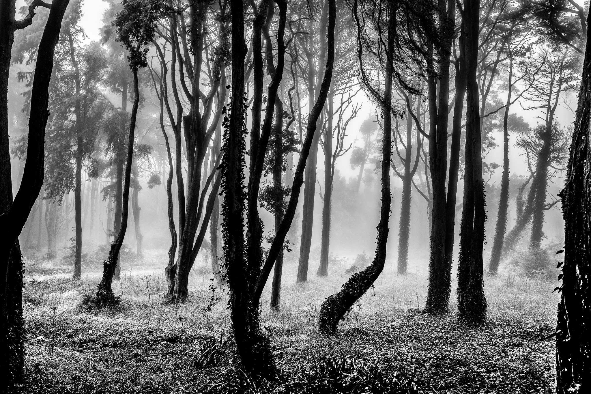 5. Website - Landscape - Sintra Fog.jpg