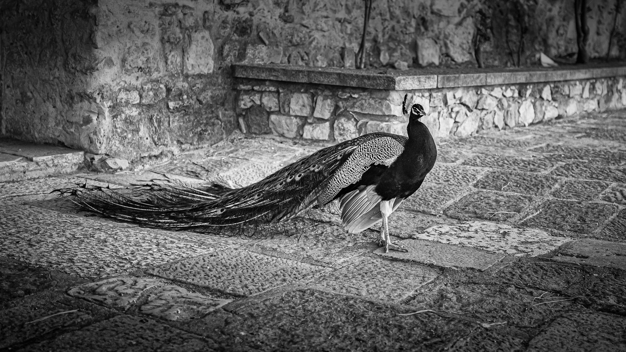 9. Wildlife - General - Peacock.jpg