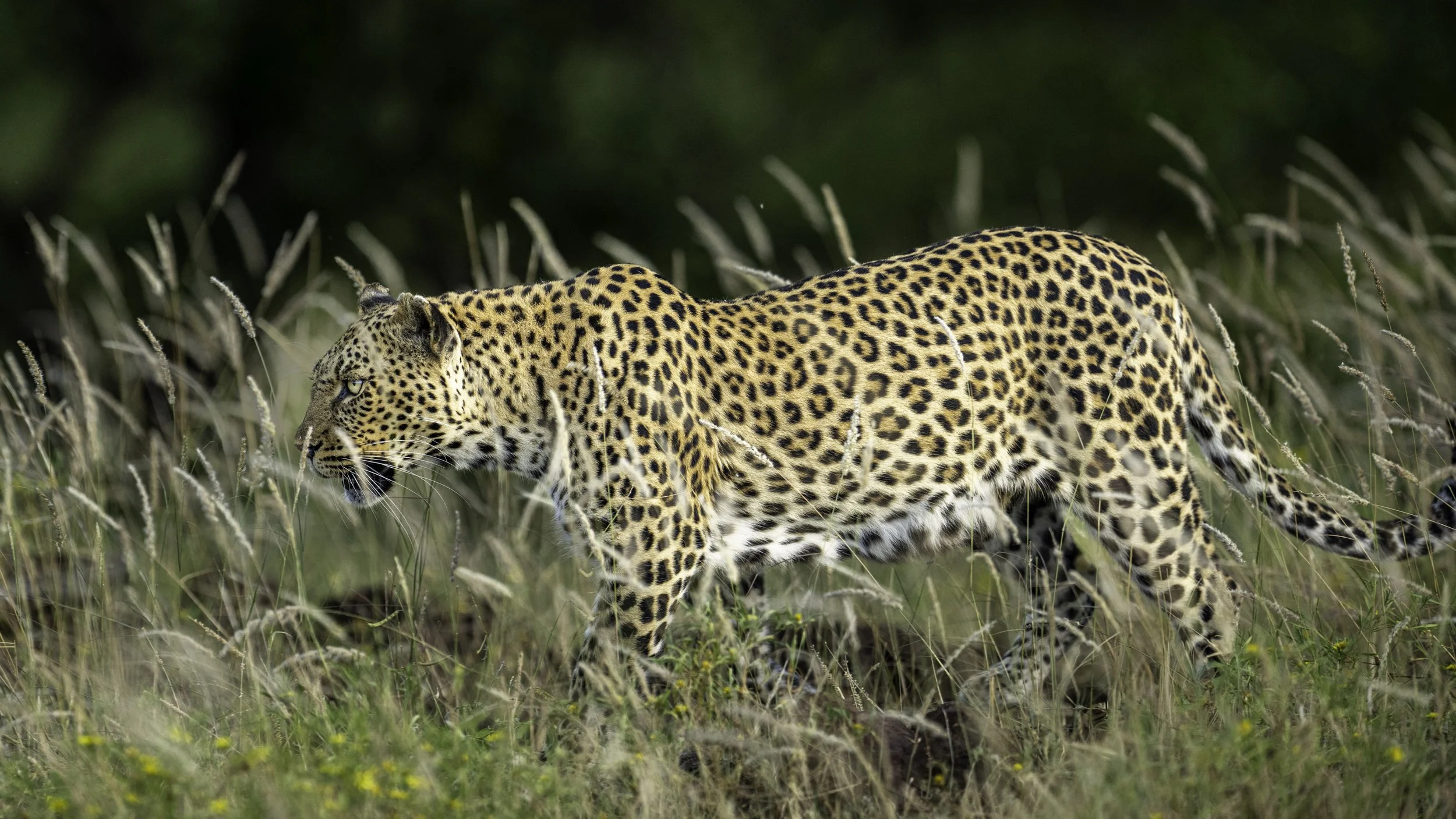Leopard in Grasses.jpg
