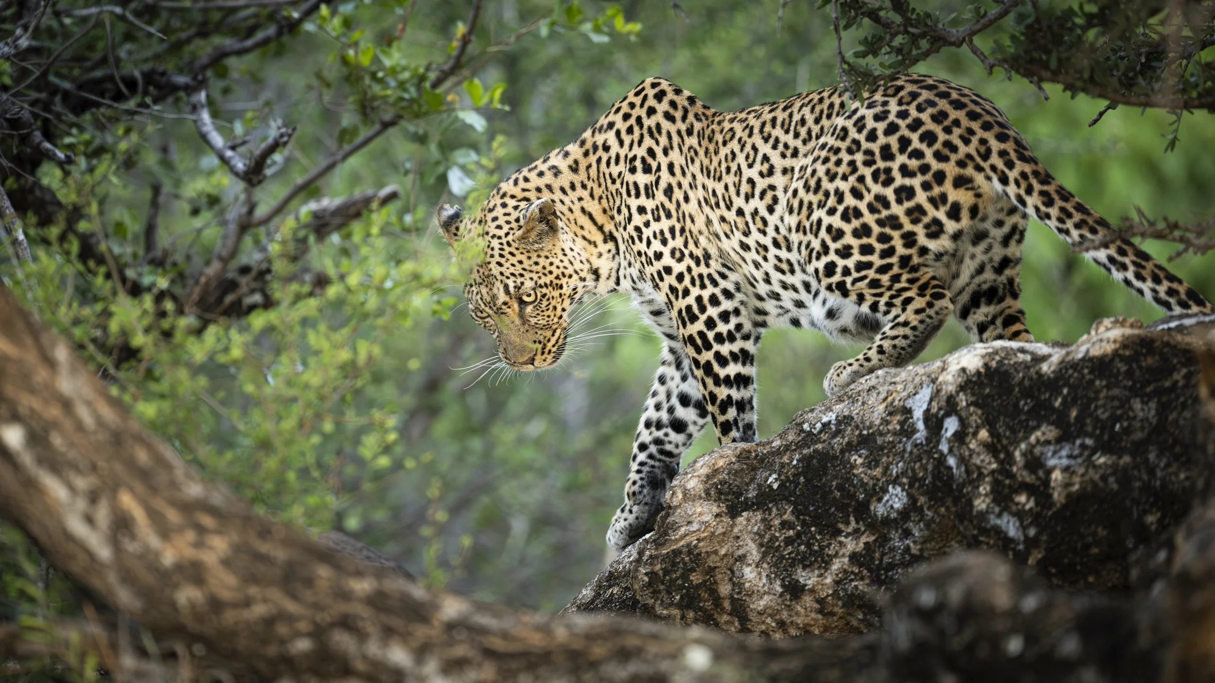 Leopard at the Ready.jpg