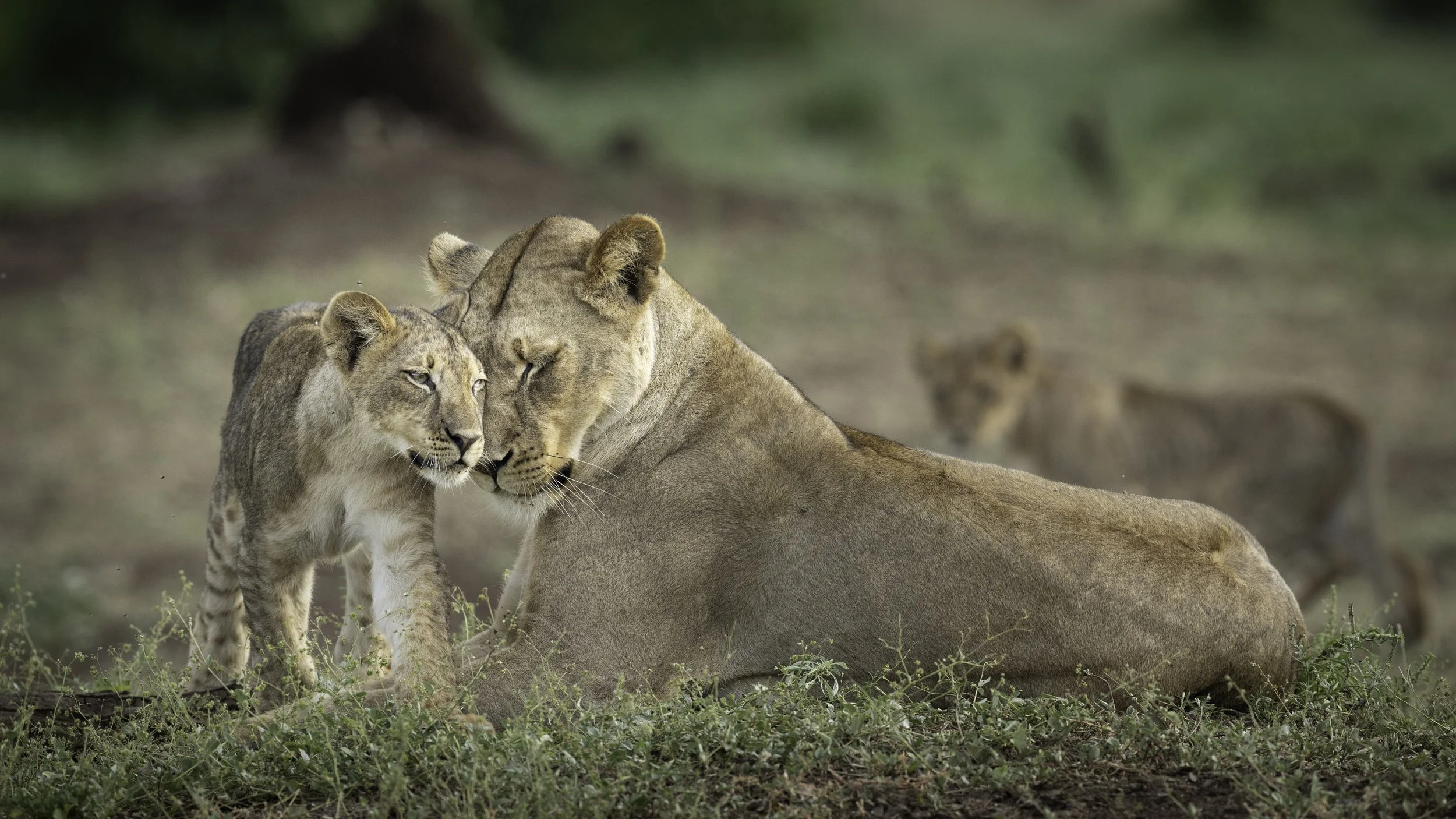 Lioness & Cub Tender.jpg