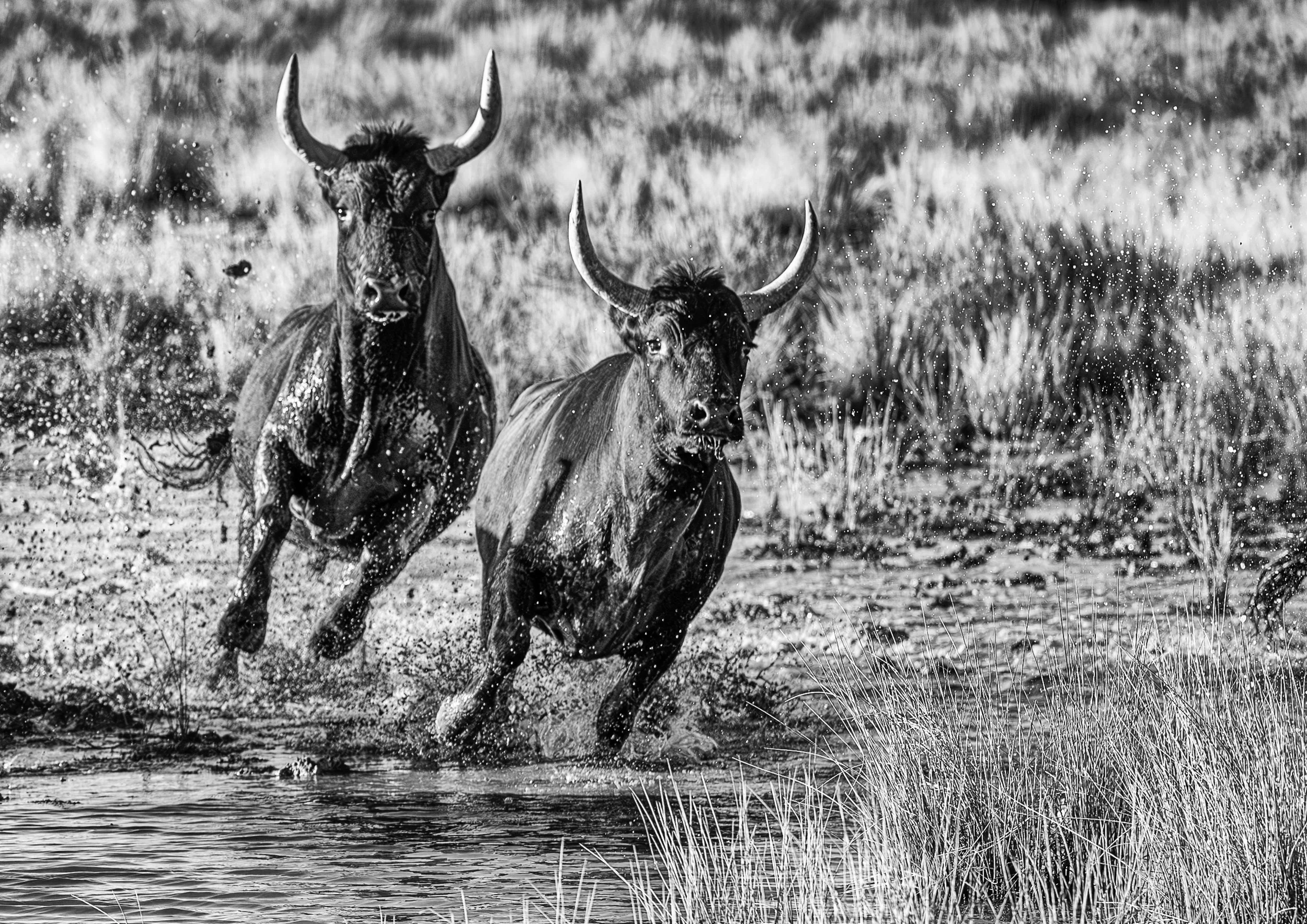 Bulls of Camarge-2.jpg