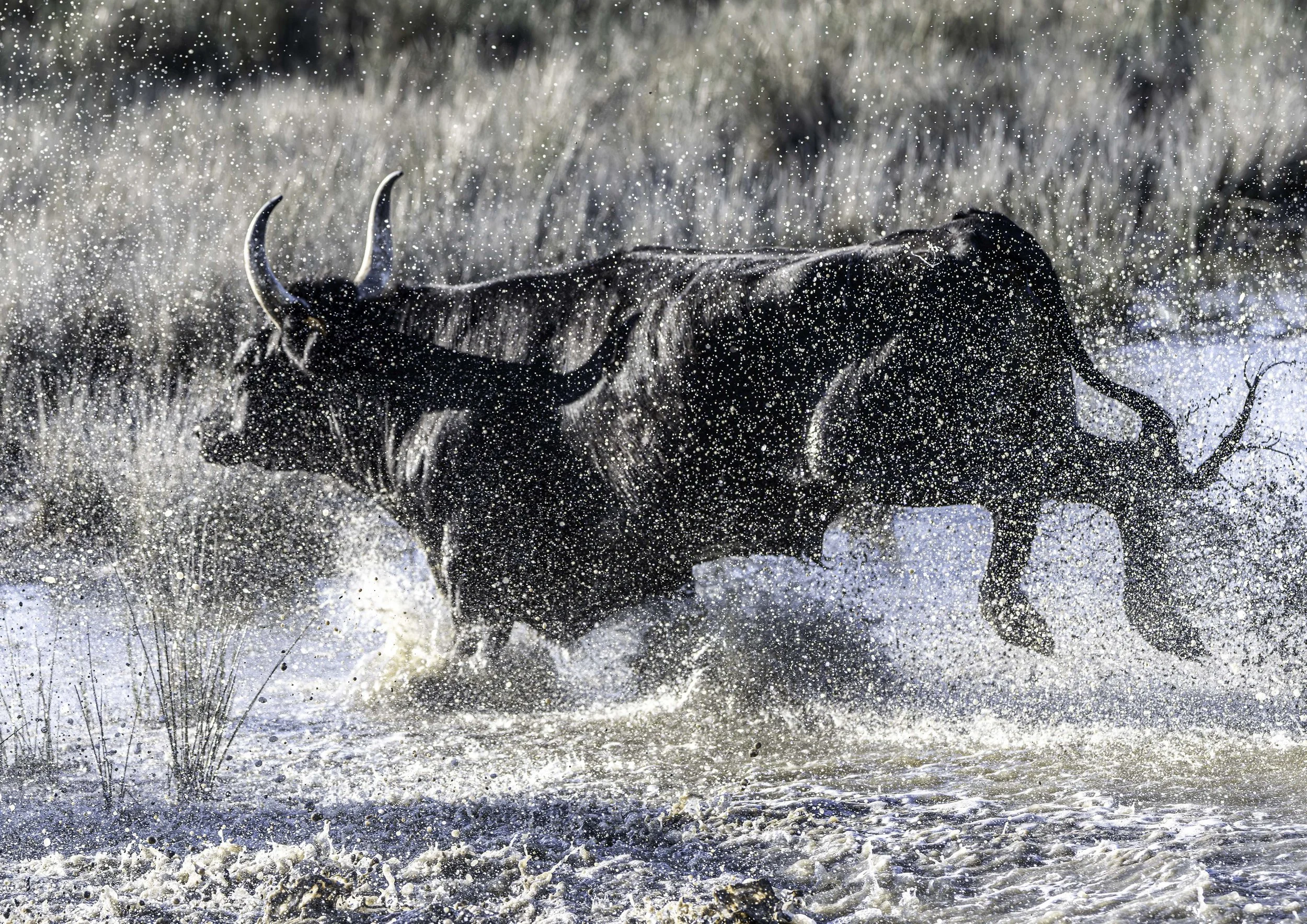 Bulls of Camarge-3.jpg
