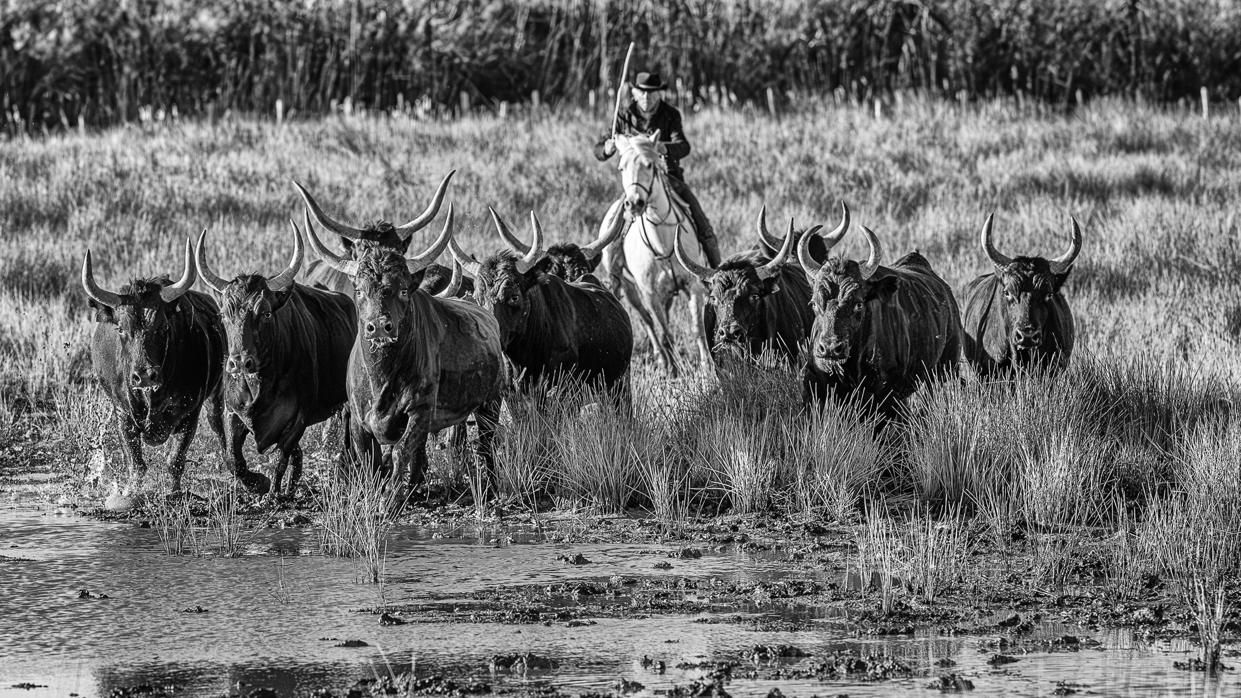 Bulls of Camarge-4.jpg