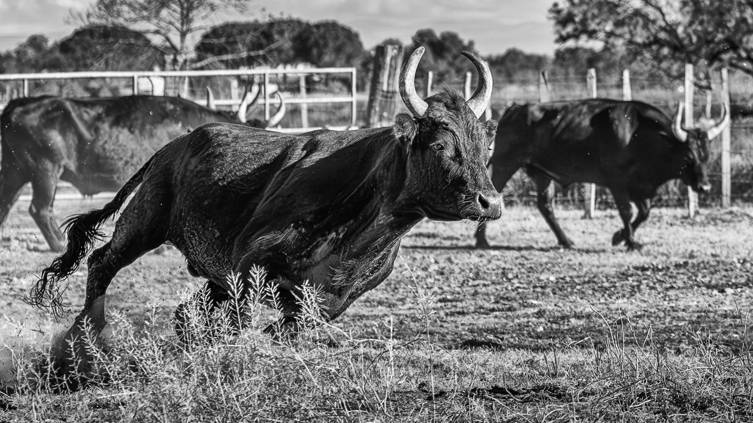 Bulls of Camarge-5.jpg