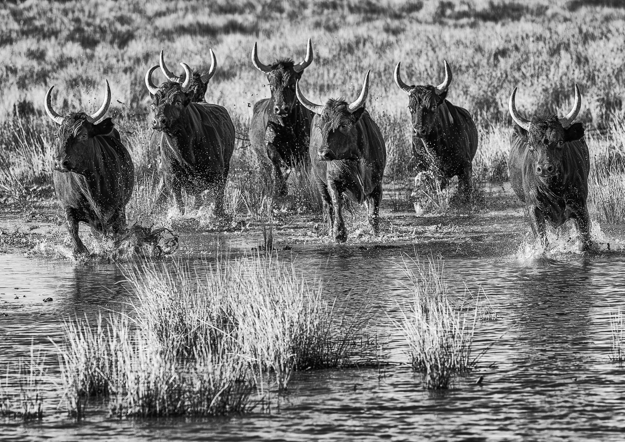 Bulls of Camarge.jpg