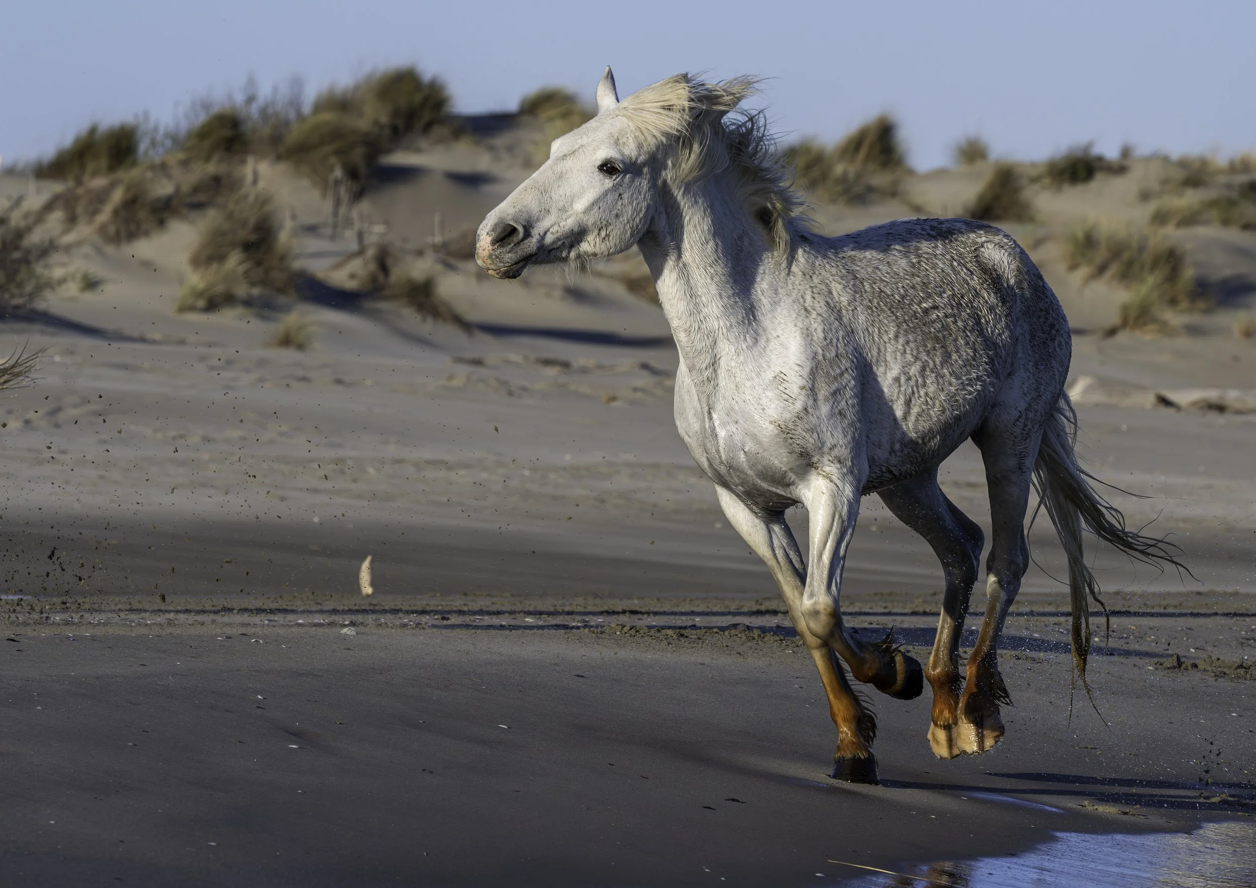 The Horses of the Camarge-3.jpg