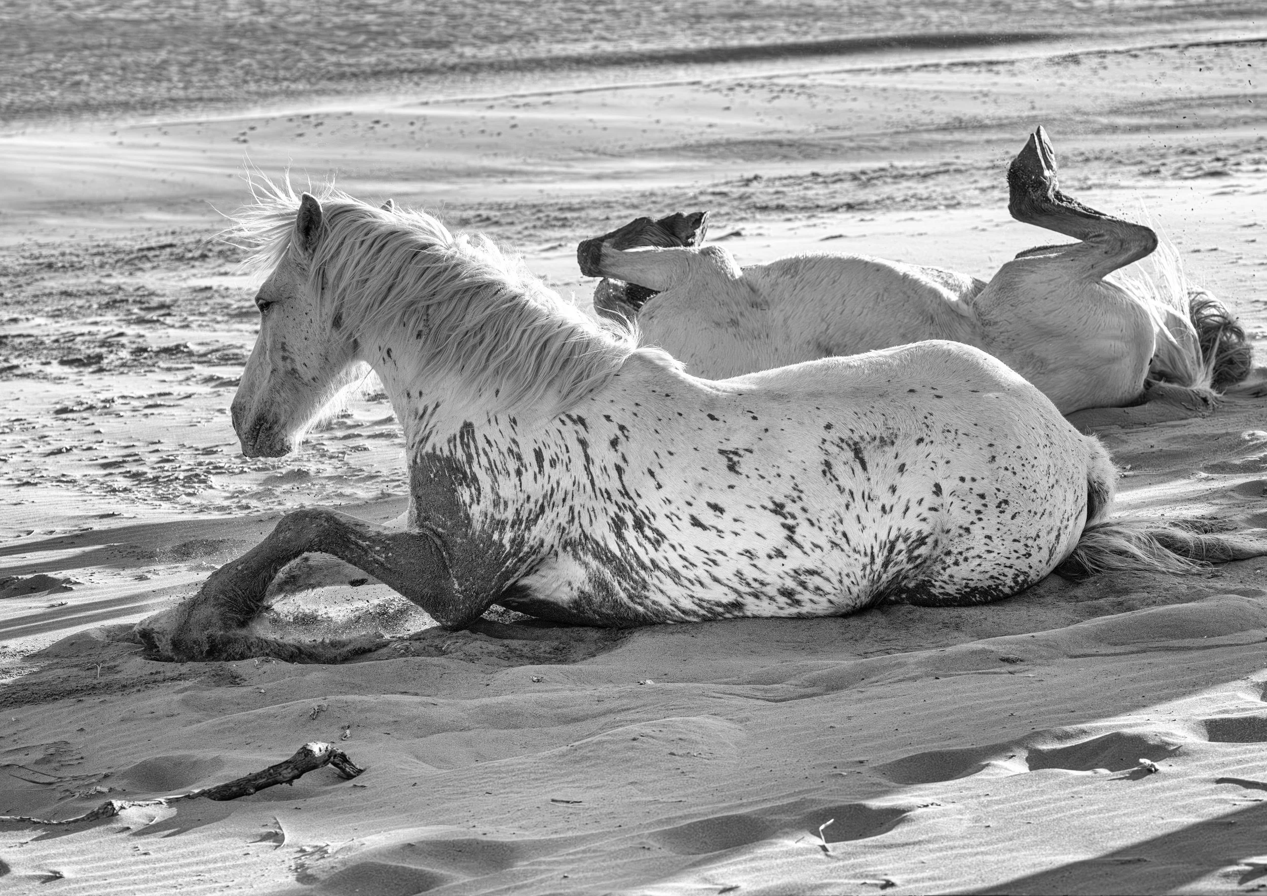 The Horses of the Camarge-2.jpg