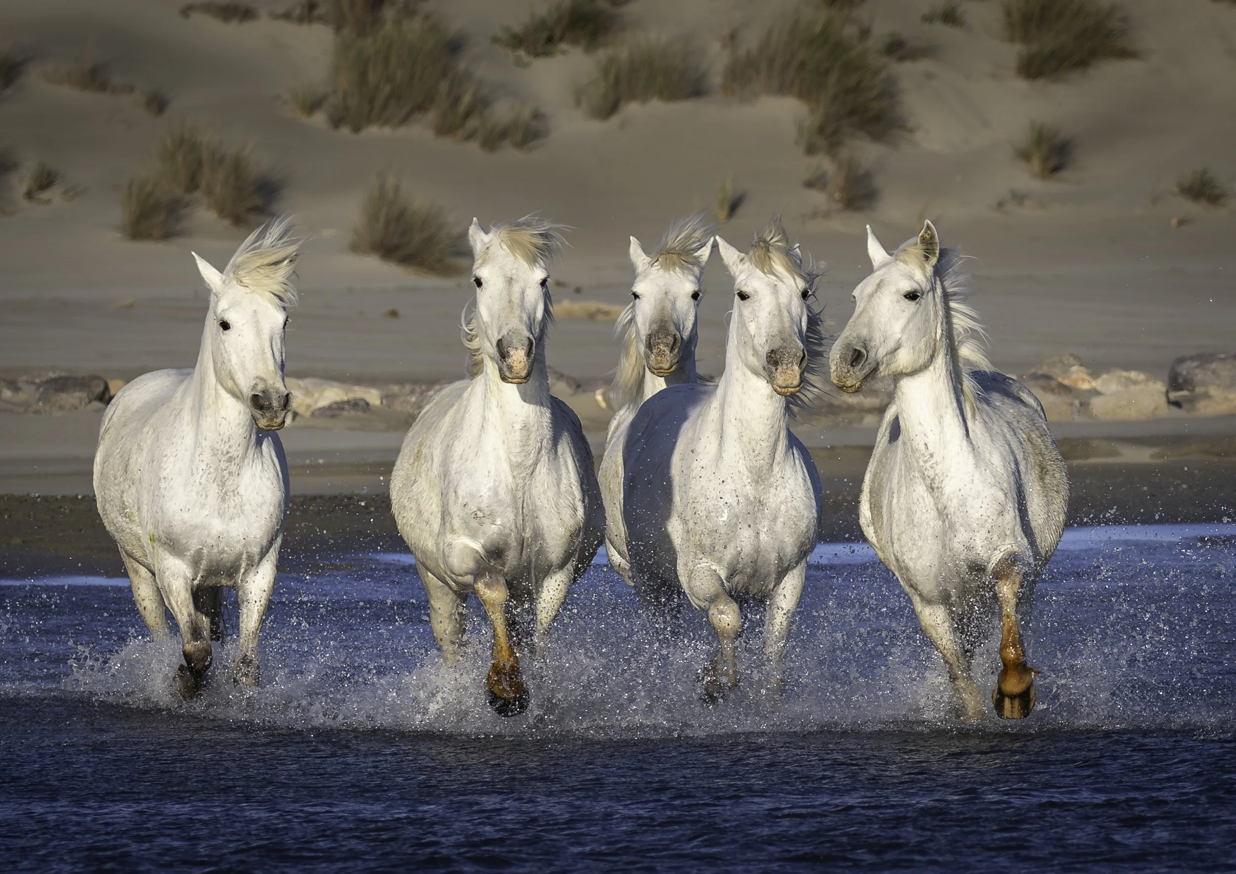 The Horses of the Camarge-4.jpg