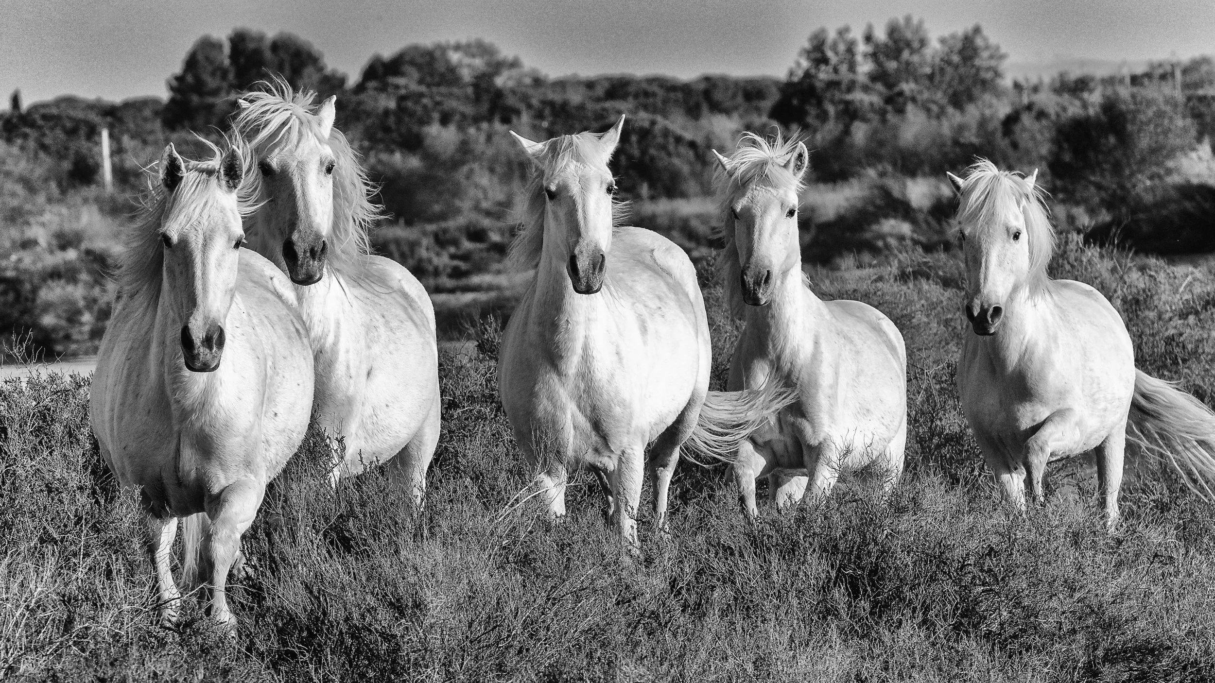 The Horses of the Camarge-6.jpg