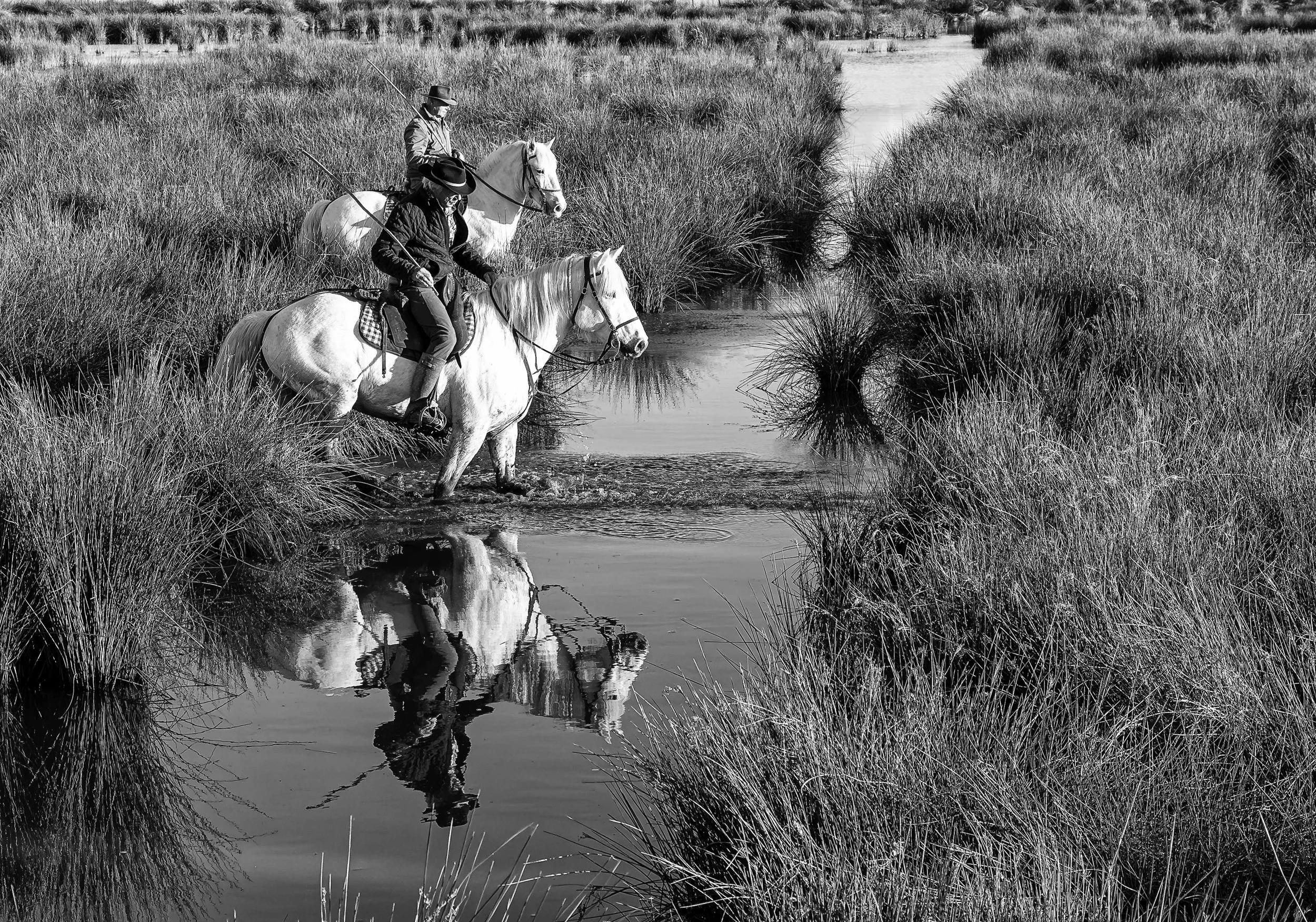 The Horses of the Camarge.jpg