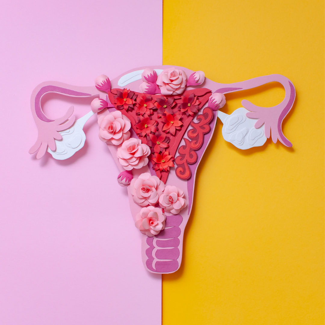 Uterus.png